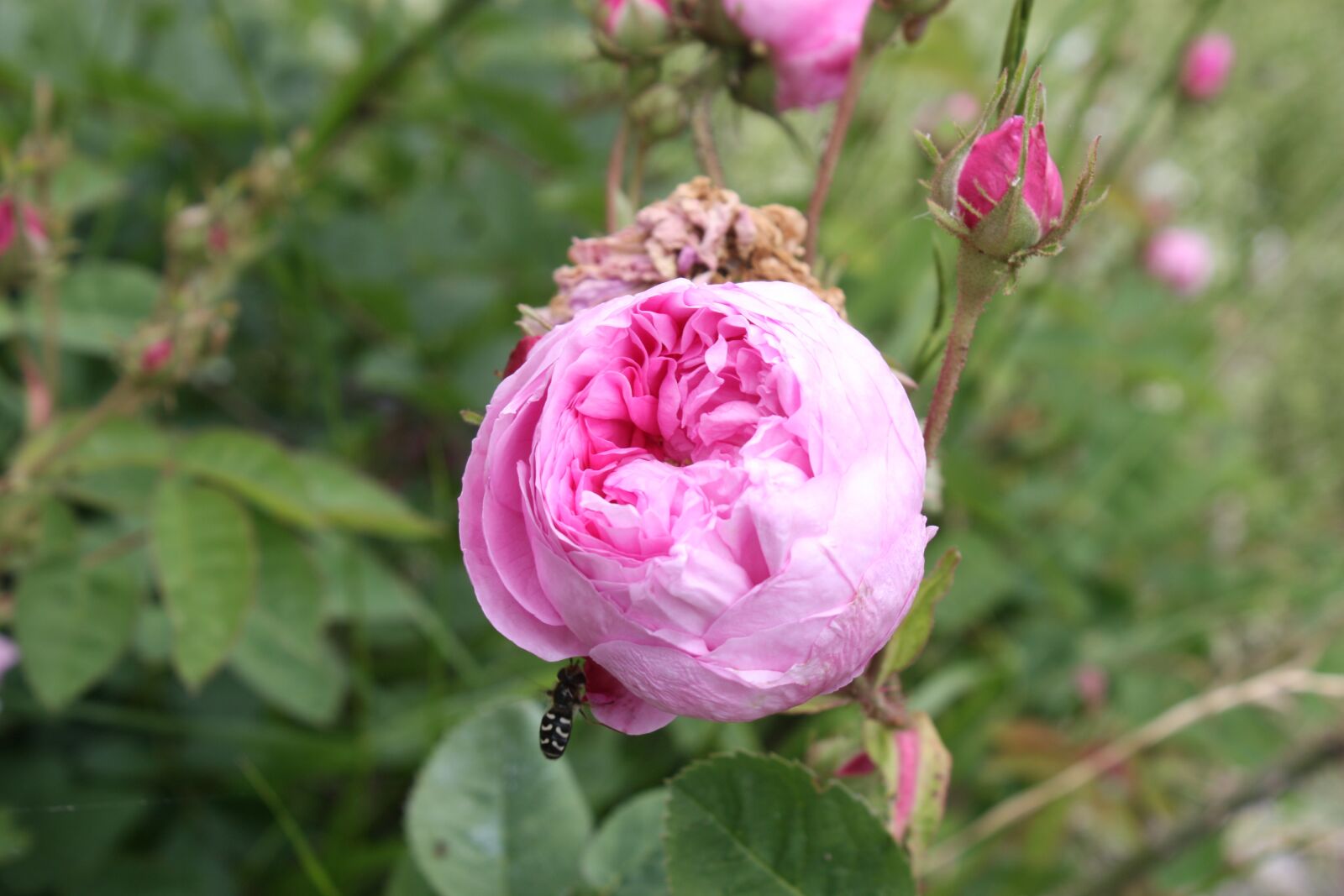 Canon EOS 450D (EOS Rebel XSi / EOS Kiss X2) sample photo. Nature, flower, pink photography
