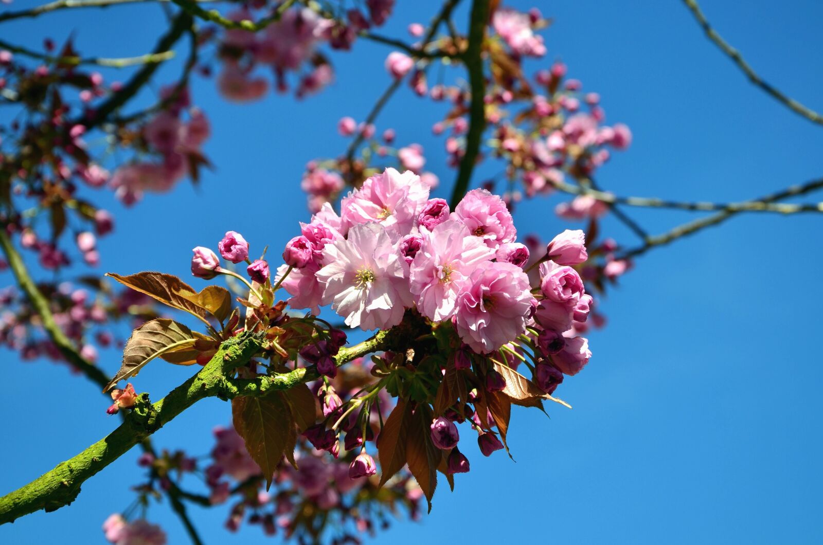 Nikon D5100 sample photo. Flower, tree, spring, branch photography