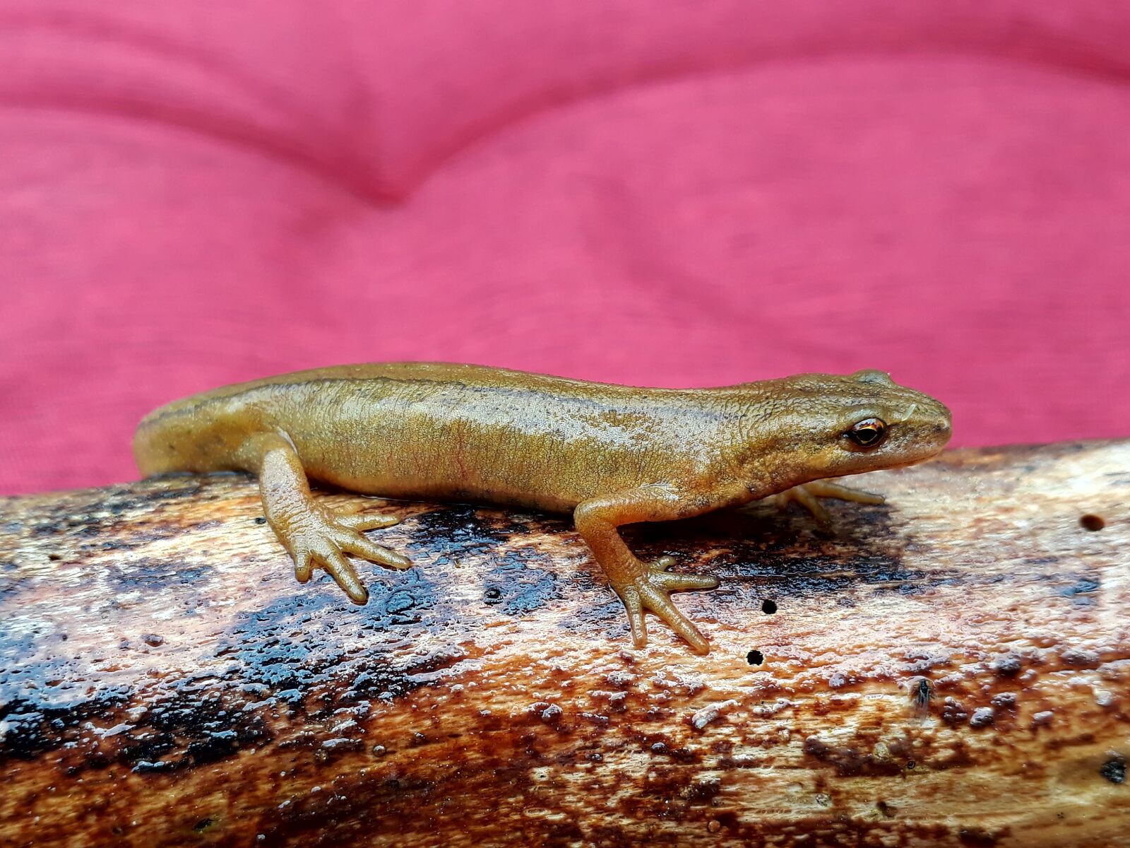 Samsung Galaxy A3(2017) sample photo. Newt, pond pig, amphibian photography