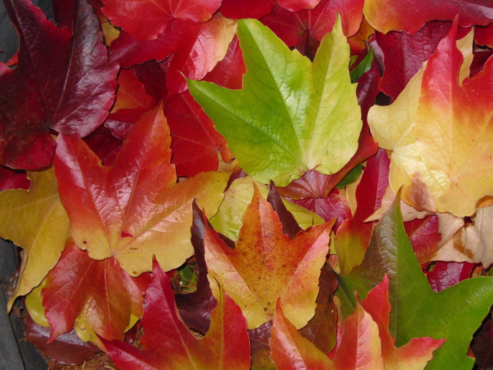 Canon PowerShot SX220 HS sample photo. Fall foliage, maple leaves photography