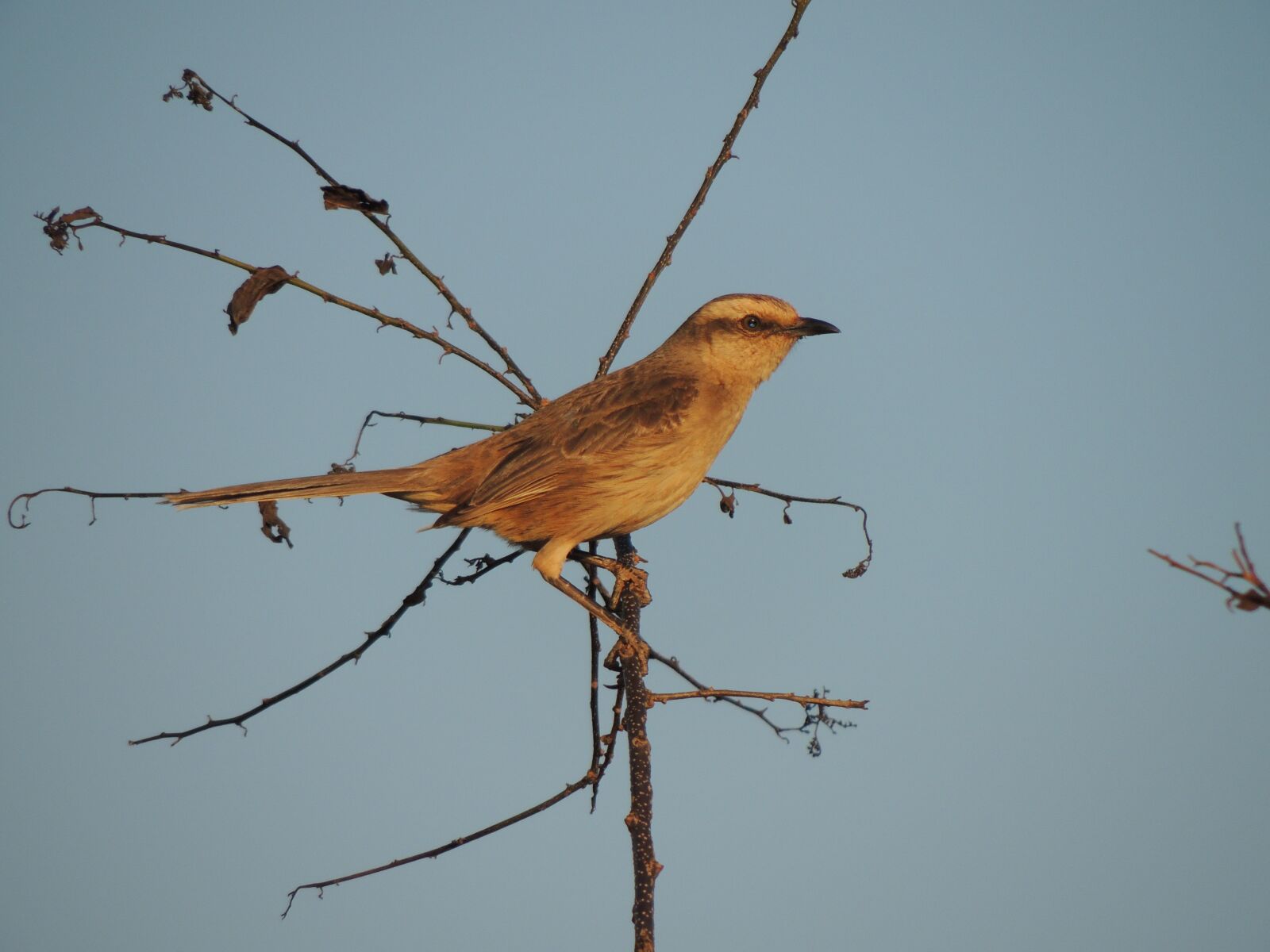Nikon Coolpix P510 sample photo. Bird, nature, birdie photography