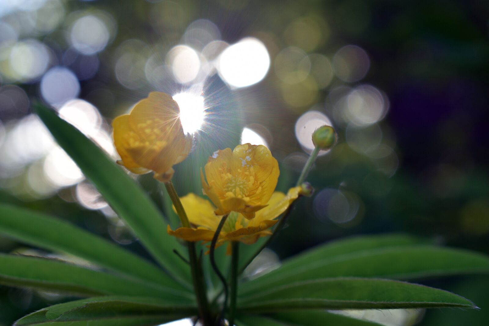 Nikon D3400 sample photo. Flower, flowers, spring photography