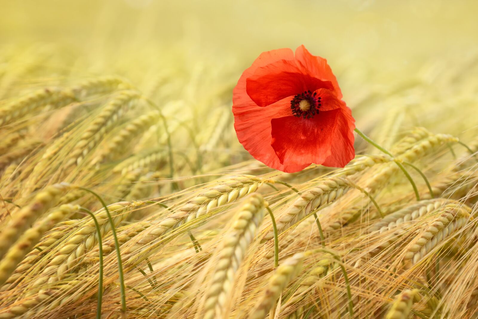 Nikon D7100 sample photo. Poppy, grain, cornfield photography