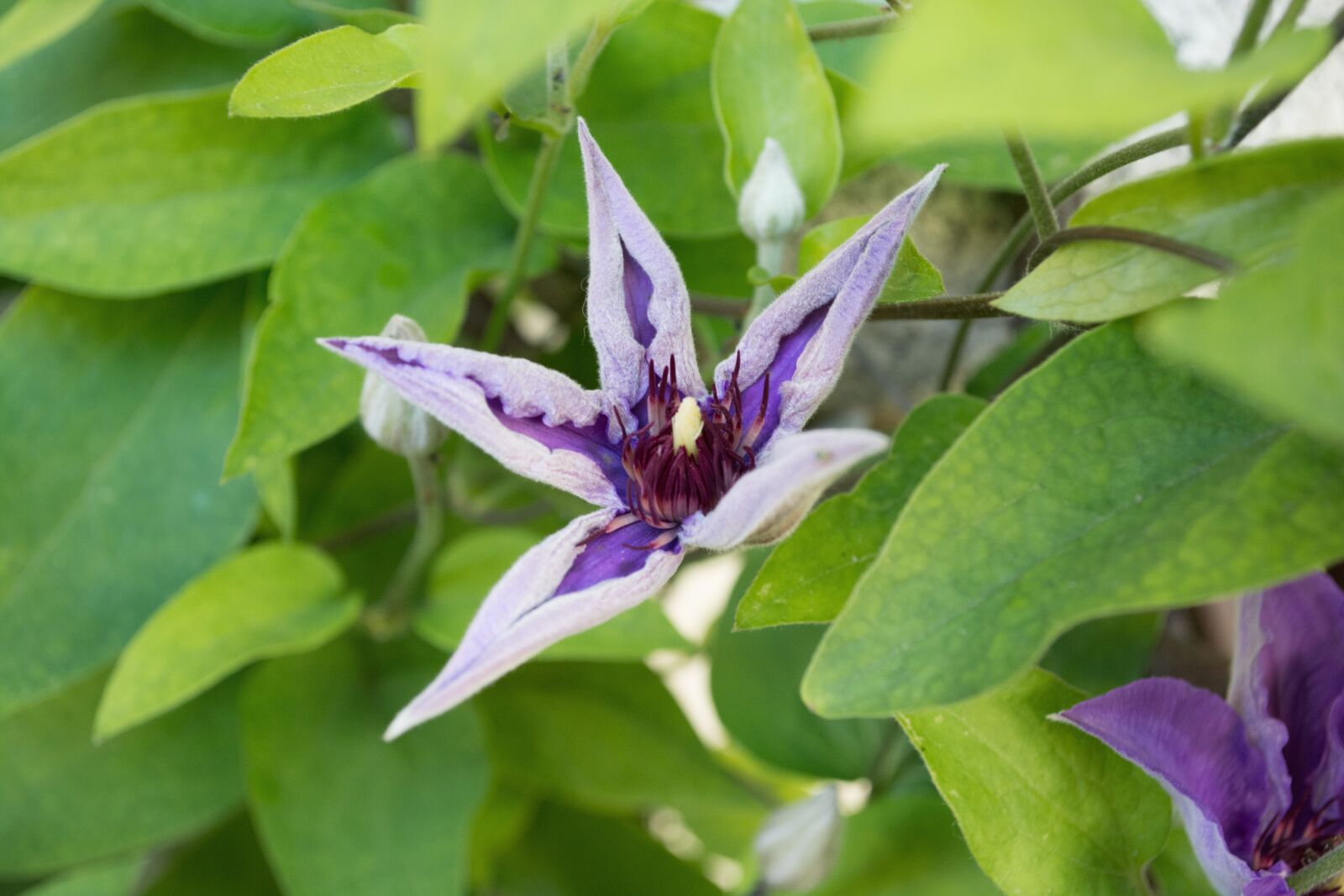 Nikon D5200 sample photo. Clematis, plant, nature photography