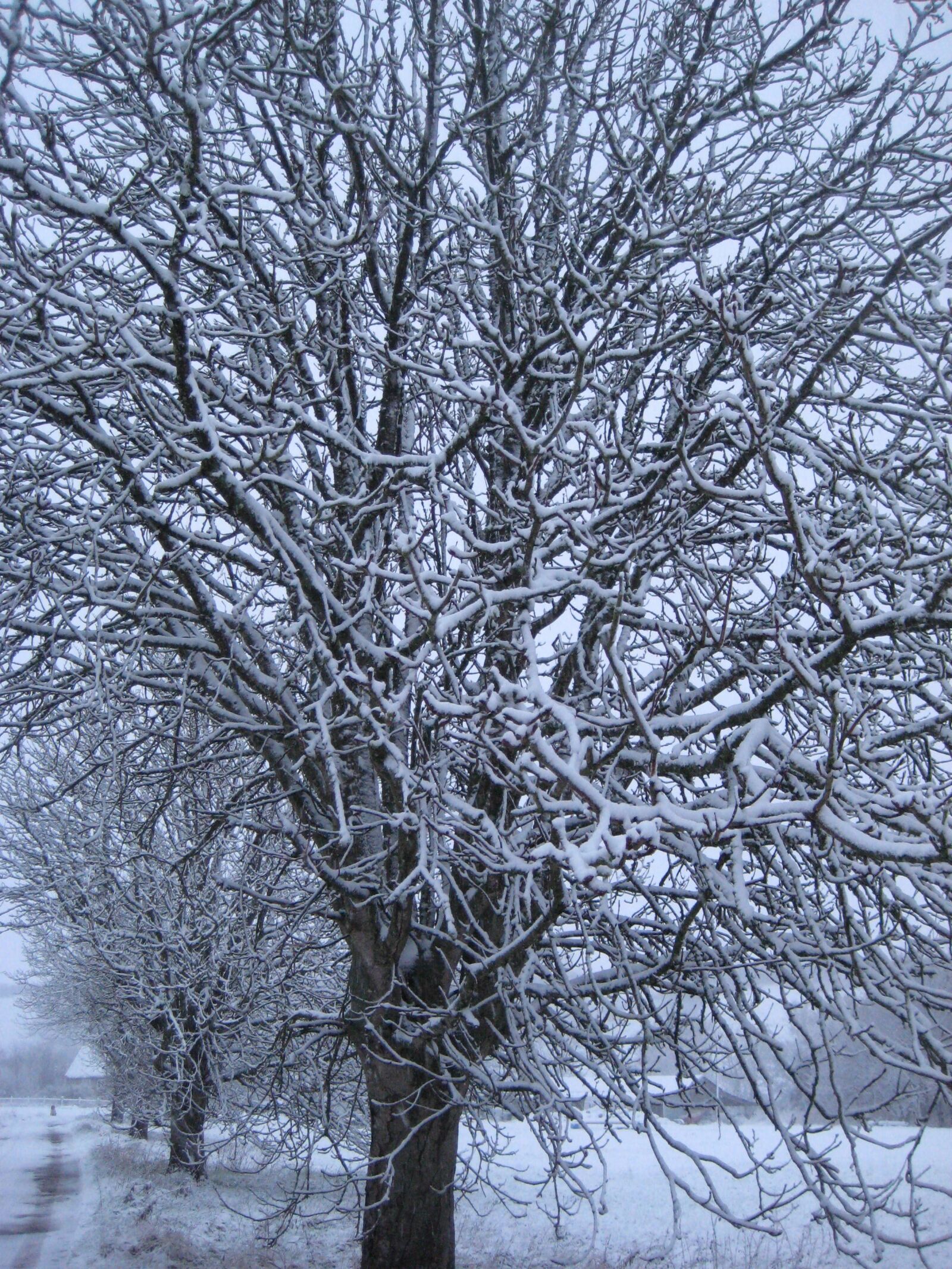 Canon DIGITAL IXUS 70 sample photo. Tree, snow, winter photography