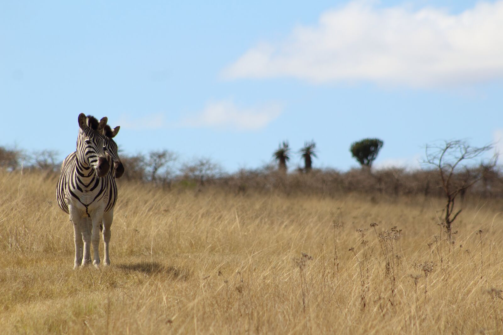 Canon EOS 1300D (EOS Rebel T6 / EOS Kiss X80) + EF75-300mm f/4-5.6 sample photo. Zebra, safari, africa photography