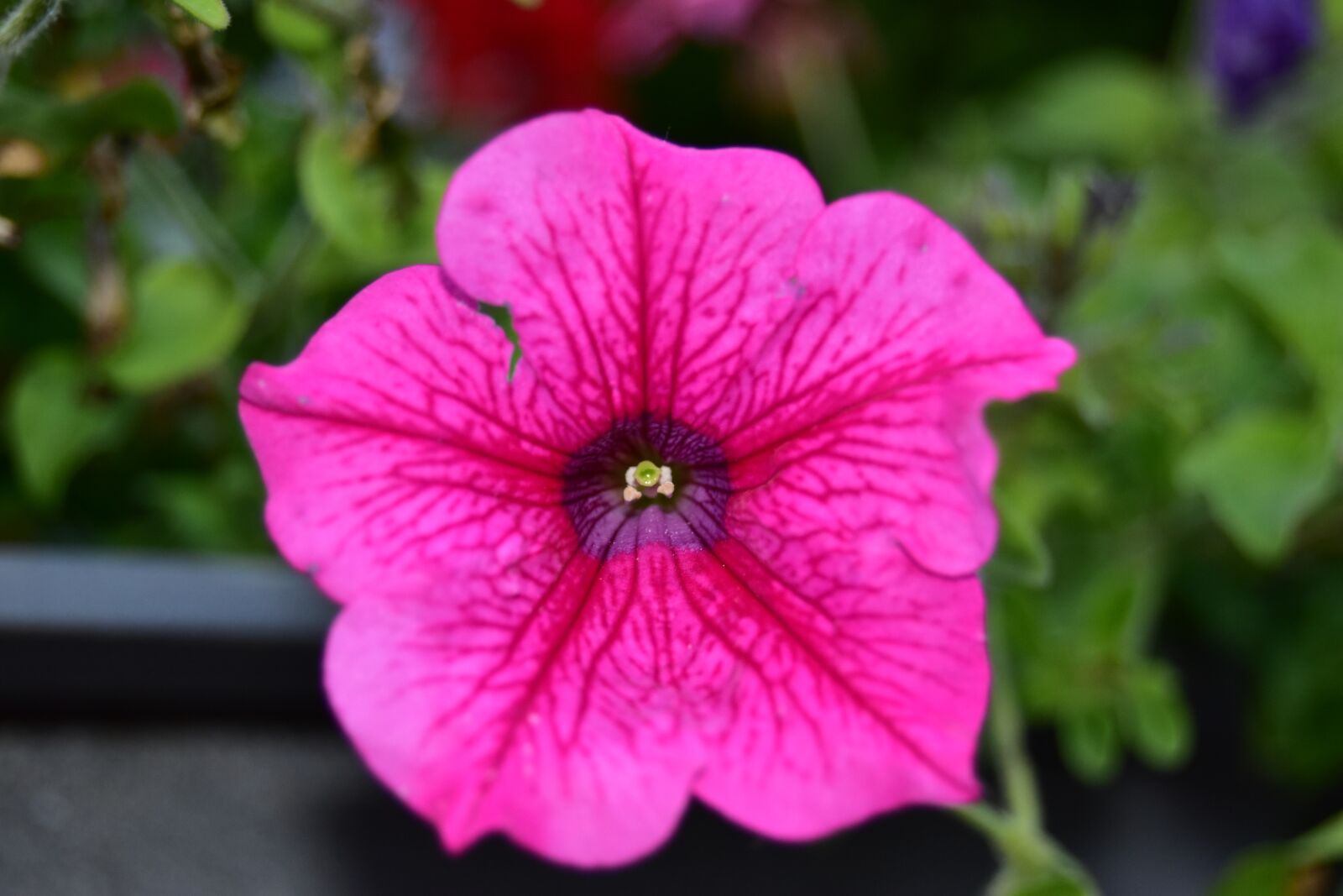 Nikon D5600 sample photo. Pink petunia, petunia, flower photography