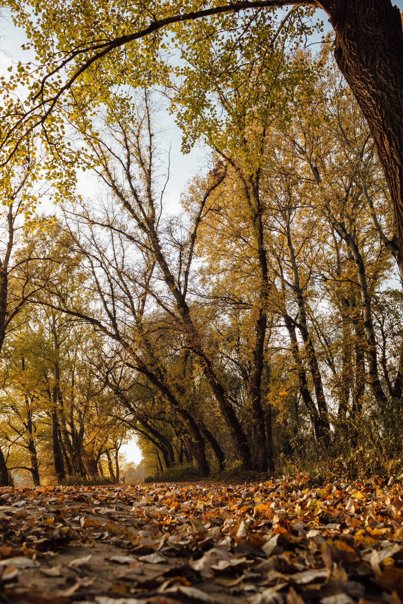 Canon EF-S 18-55mm F3.5-5.6 IS sample photo. Forest path, poplar, landscape photography
