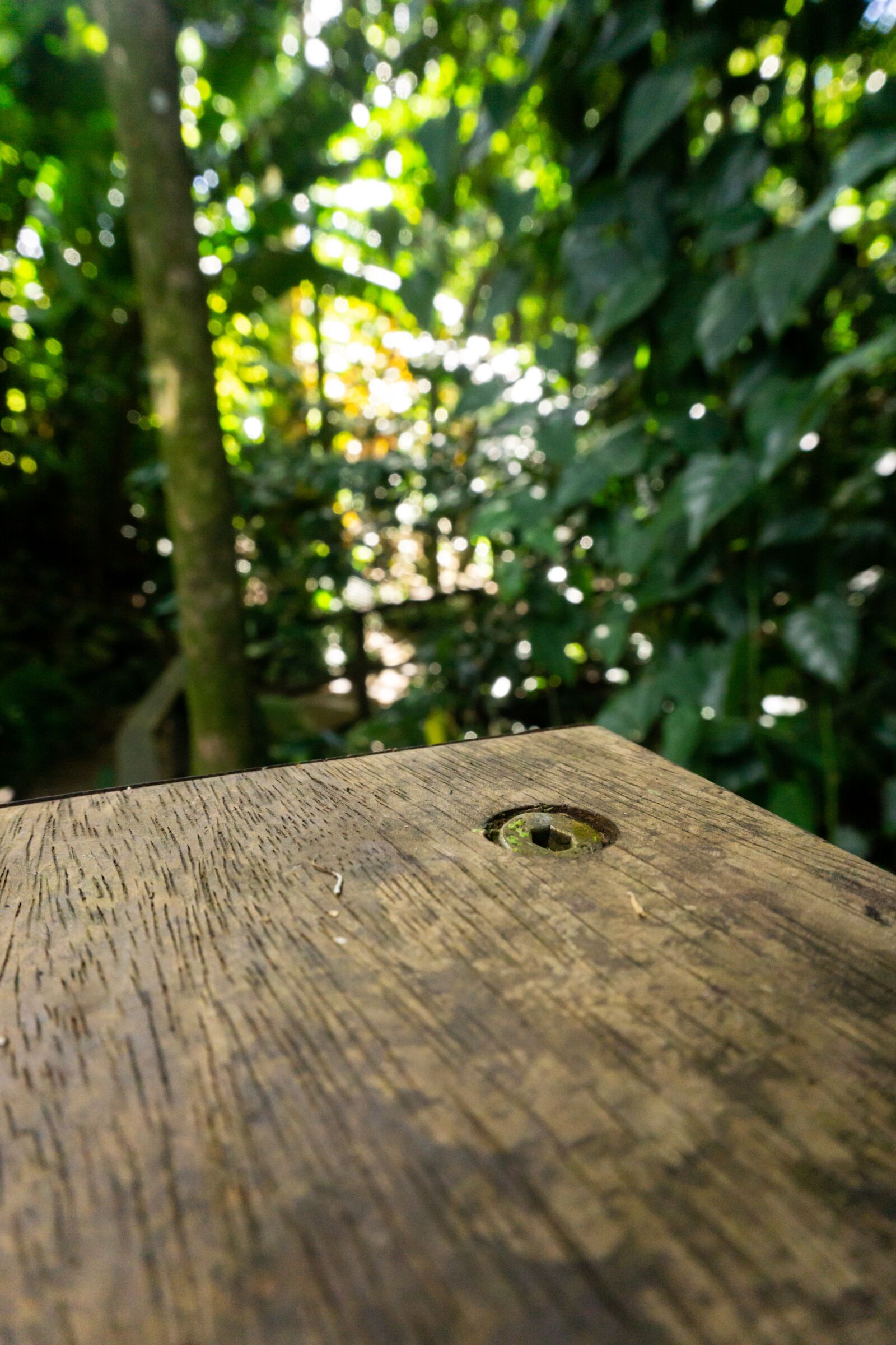 Sony a6000 sample photo. Wood, forest, nature photography