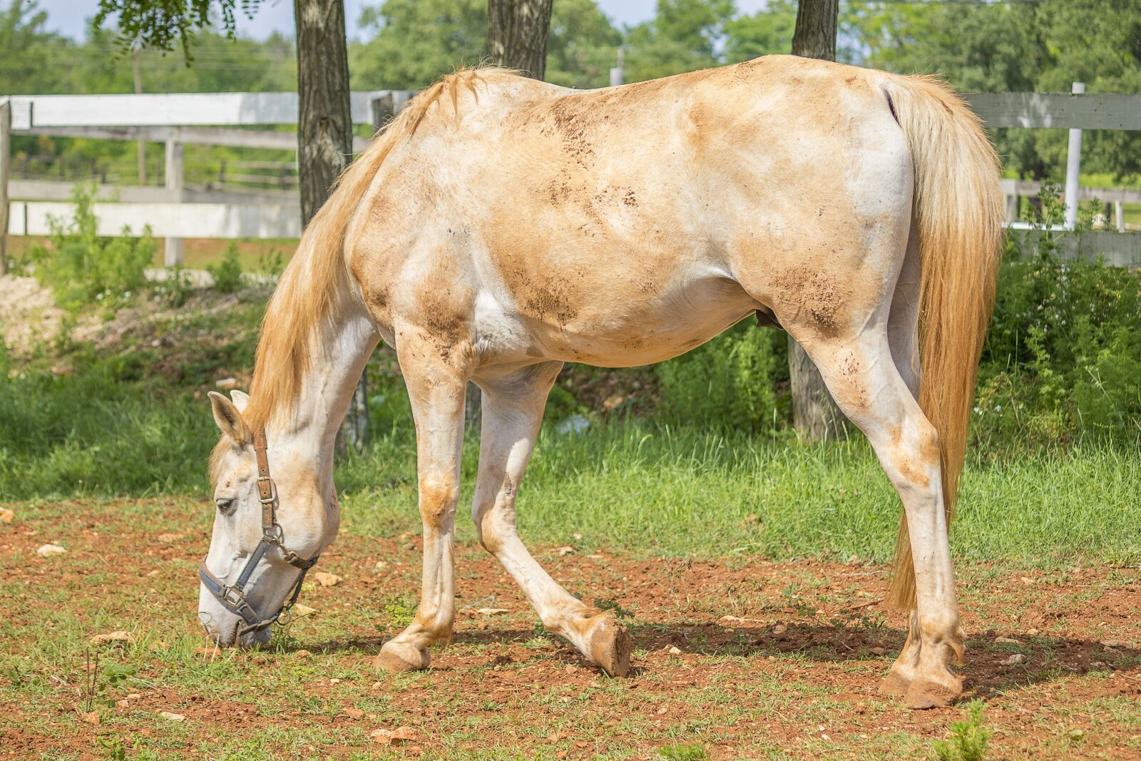 Canon EOS 7D Mark II sample photo. Horse, animal, farm photography