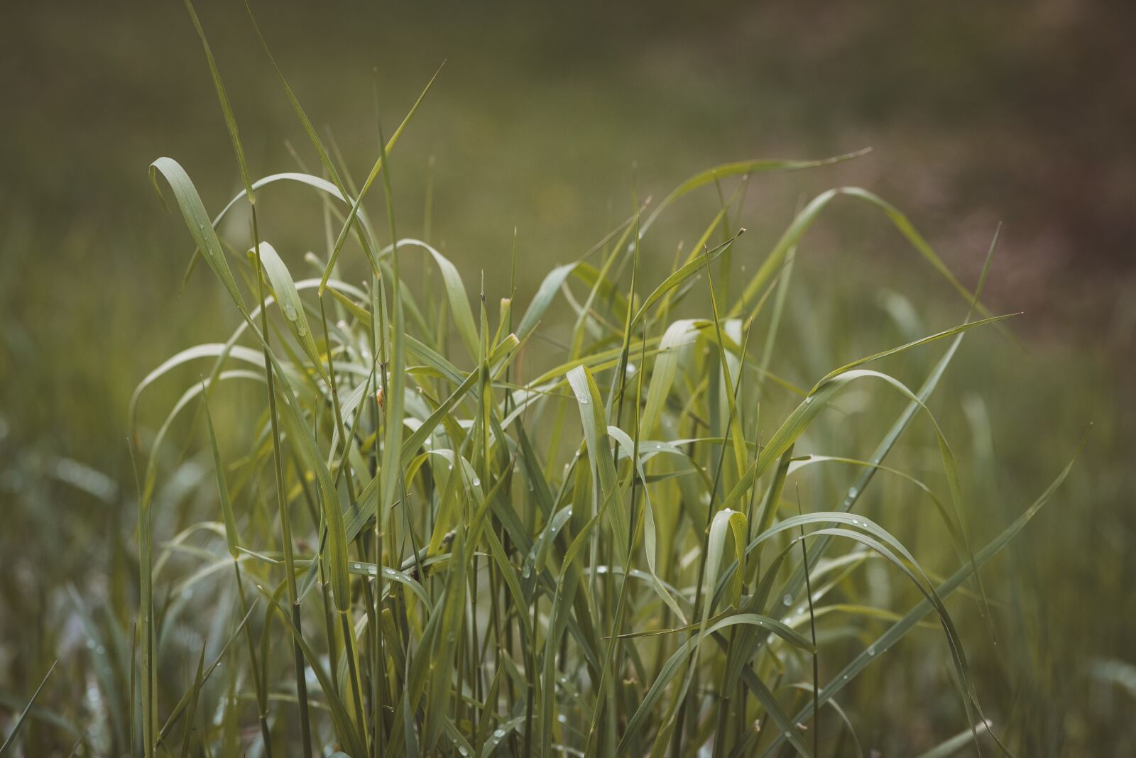 Nikon D750 sample photo. Grass, green, meadow photography