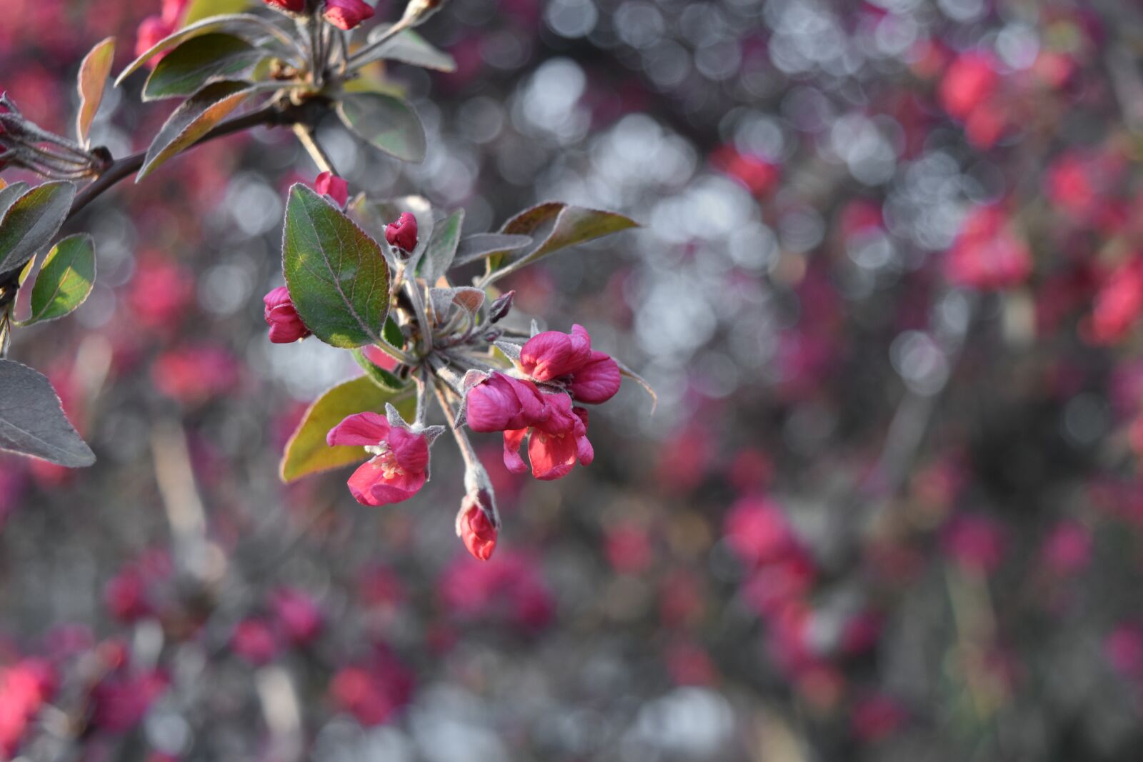 Nikon D5500 sample photo. Branches, garden, nature, tree photography