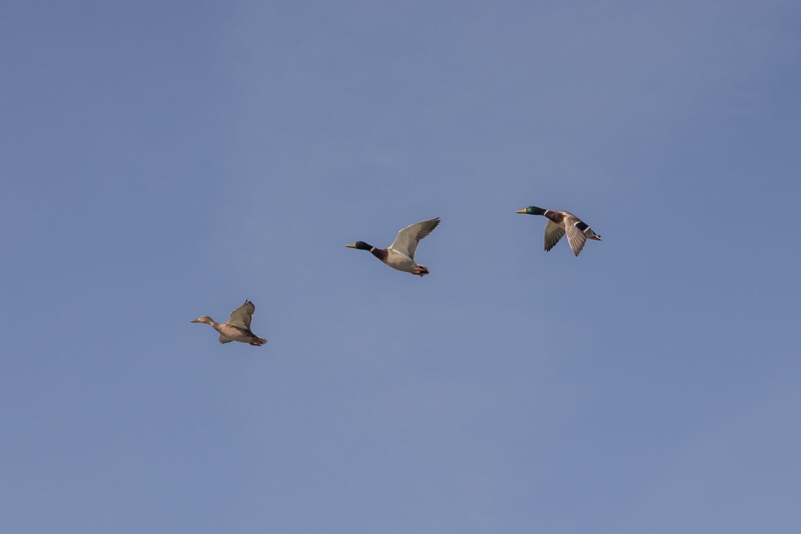 Canon EF75-300mm f/4-5.6 sample photo. Duck, wild ducks, teal photography