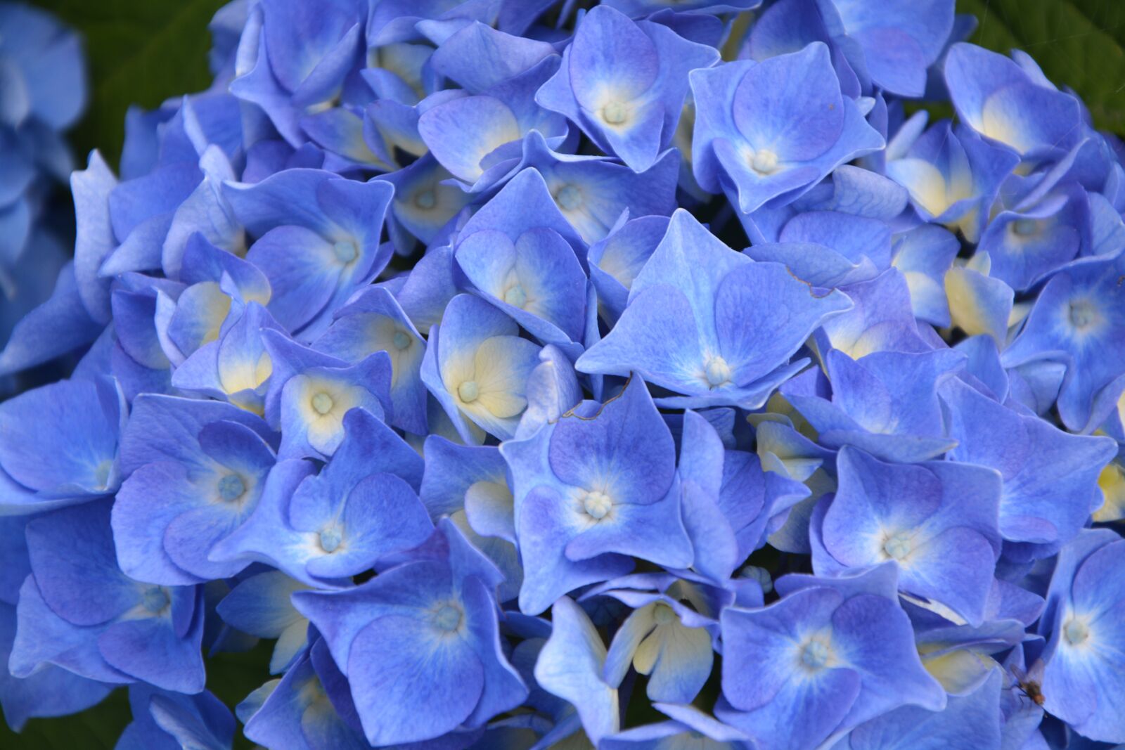 Nikon D5200 sample photo. Hydrangea blue, garden, nature photography