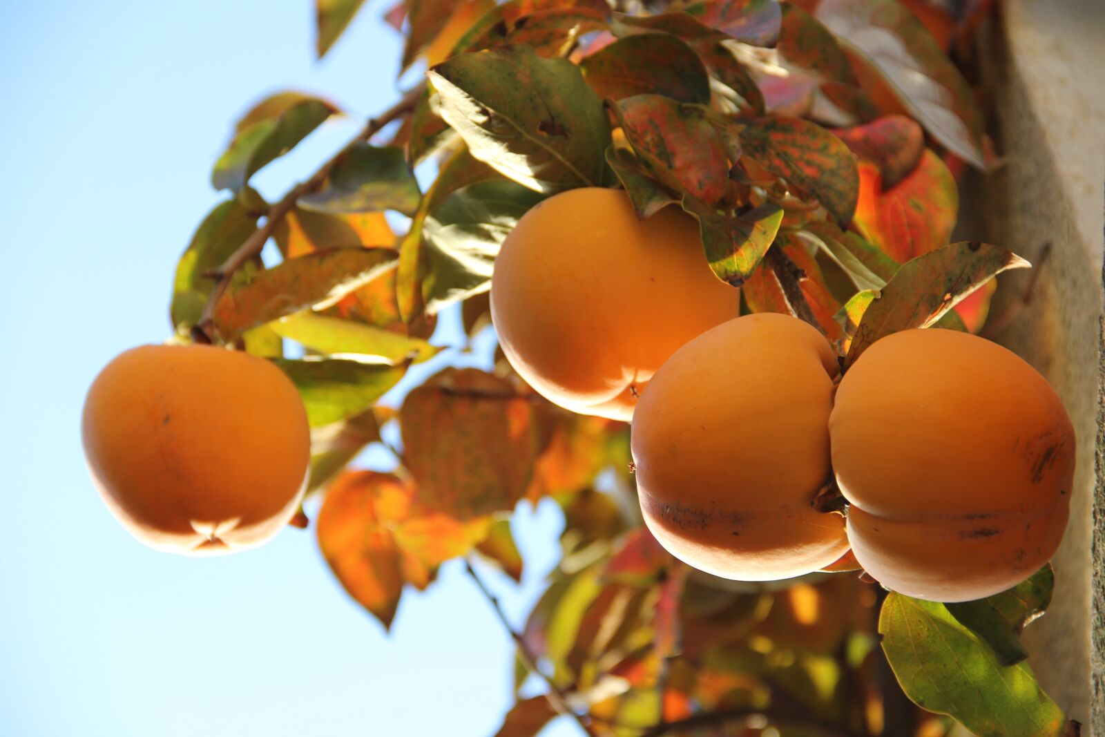 Canon EOS 60D sample photo. Khaki, fruit, leaves photography