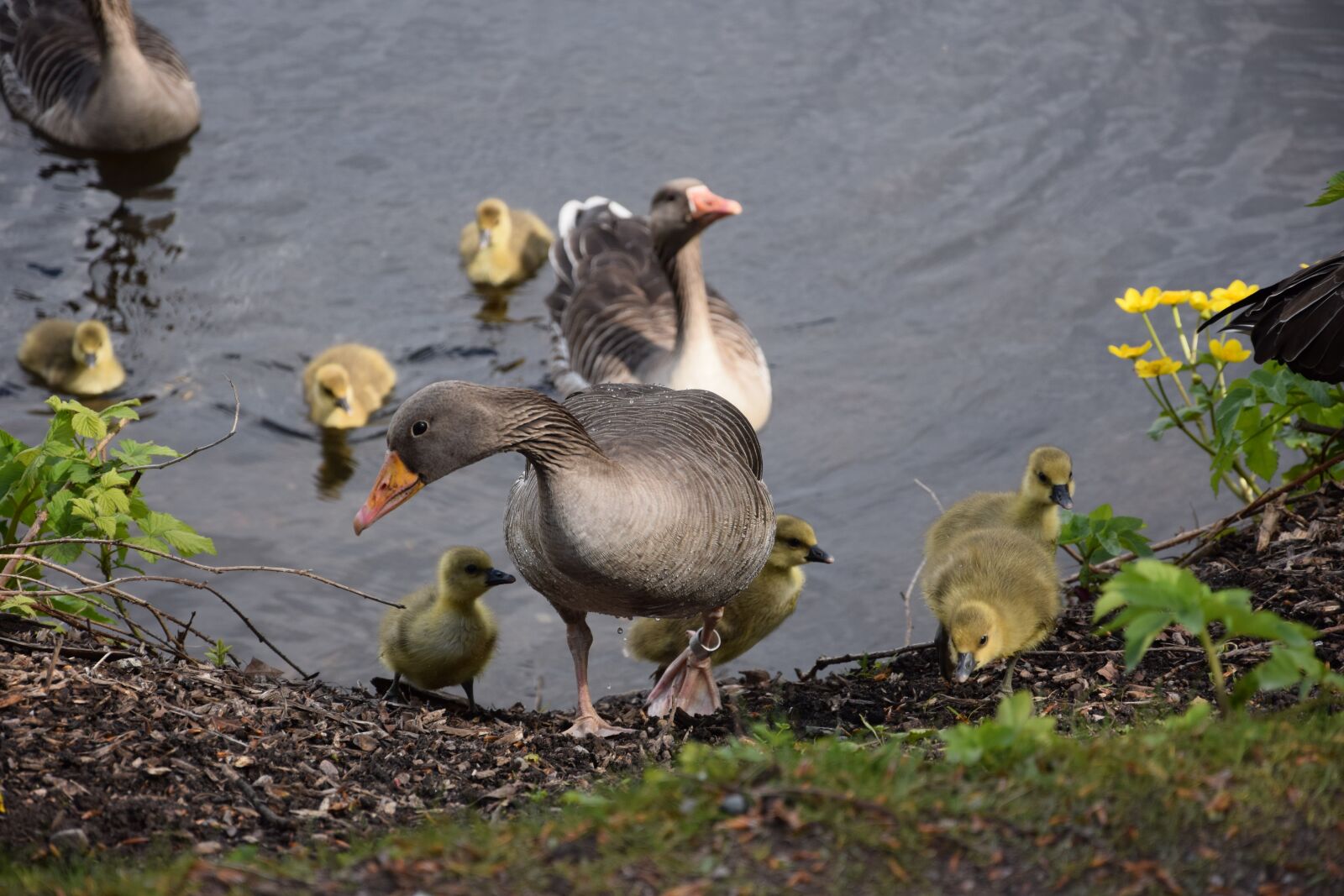 Nikon D3300 sample photo. Chicks, geese, bird photography
