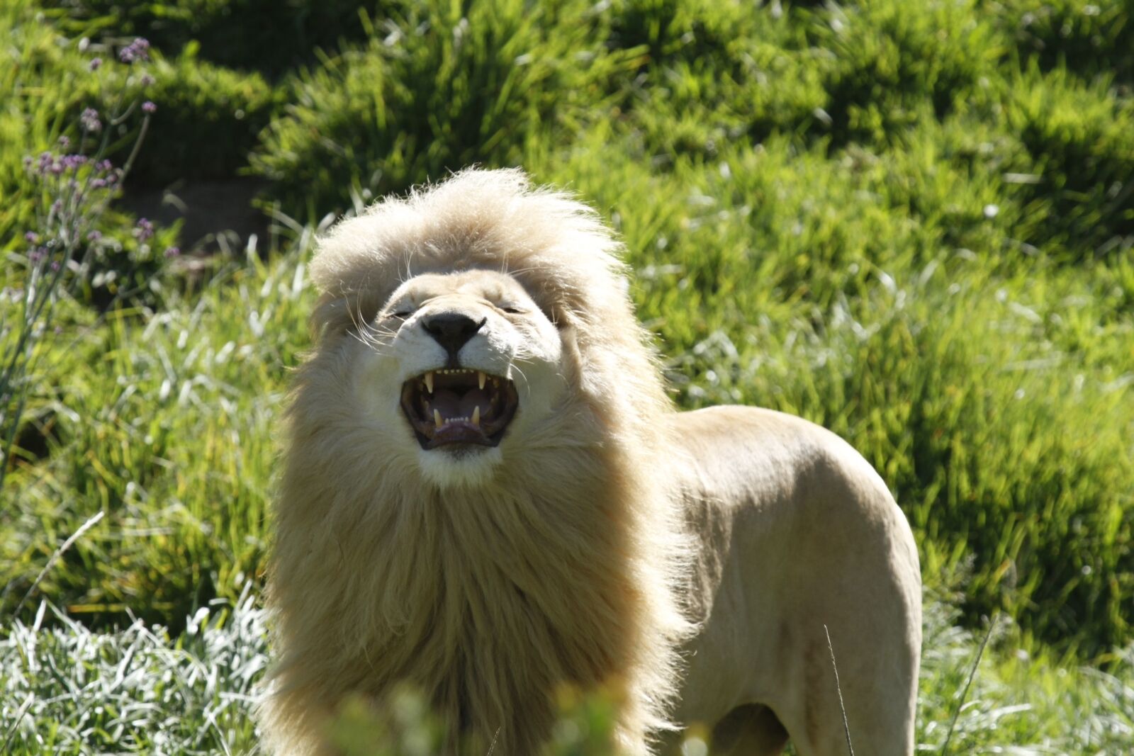 Canon EOS 7D sample photo. Lion, grin, agressive photography