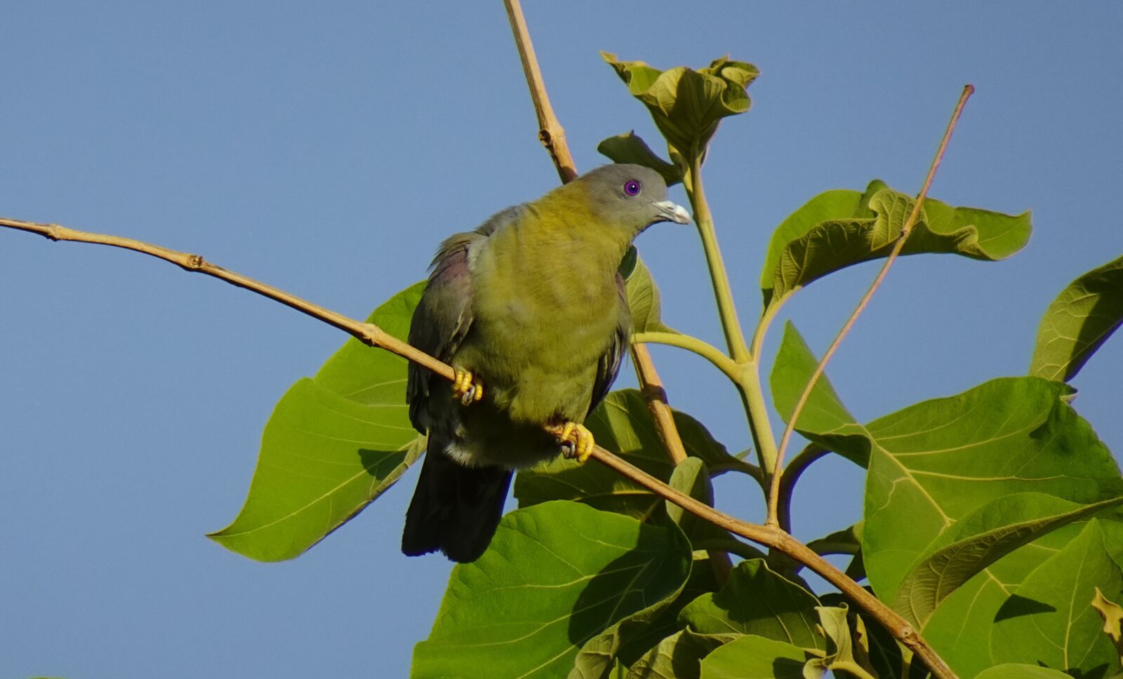 Sony DSC-WX800 sample photo. Bird, pigeon, yfgp photography
