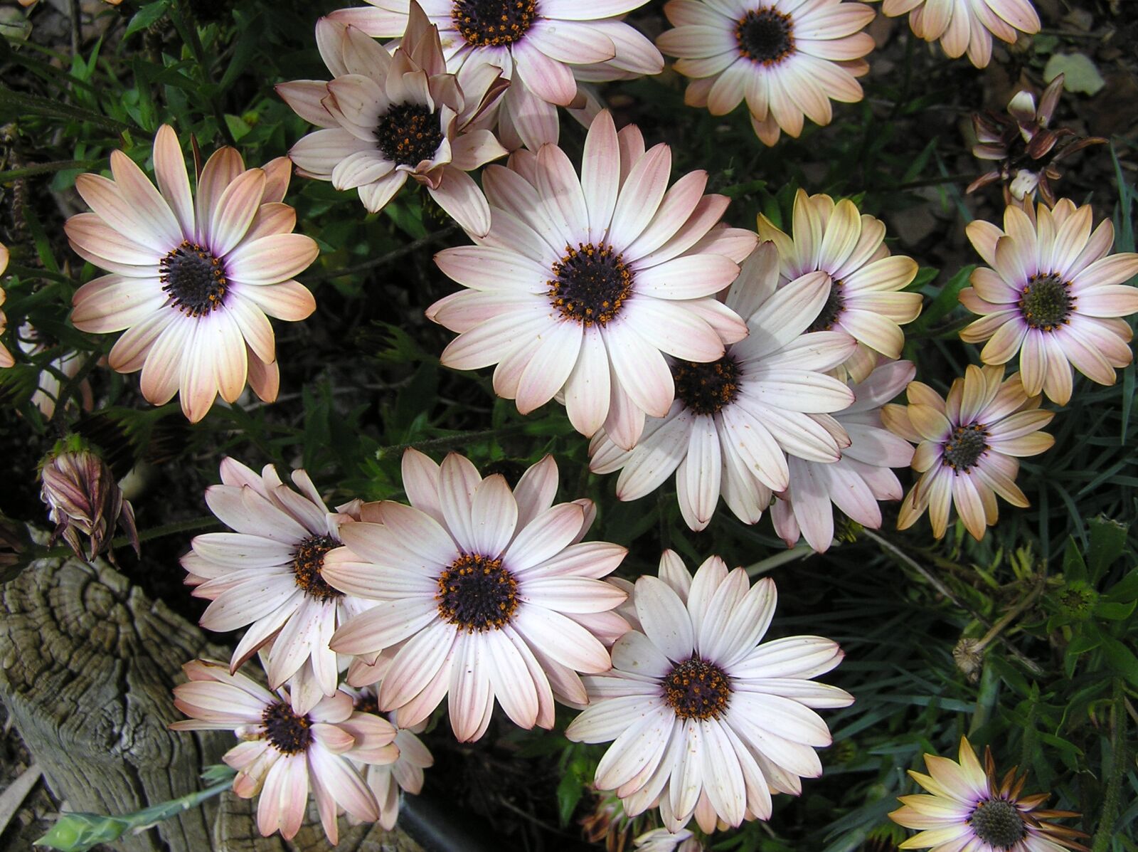 Olympus C750UZ sample photo. Summer, sun, daisy photography