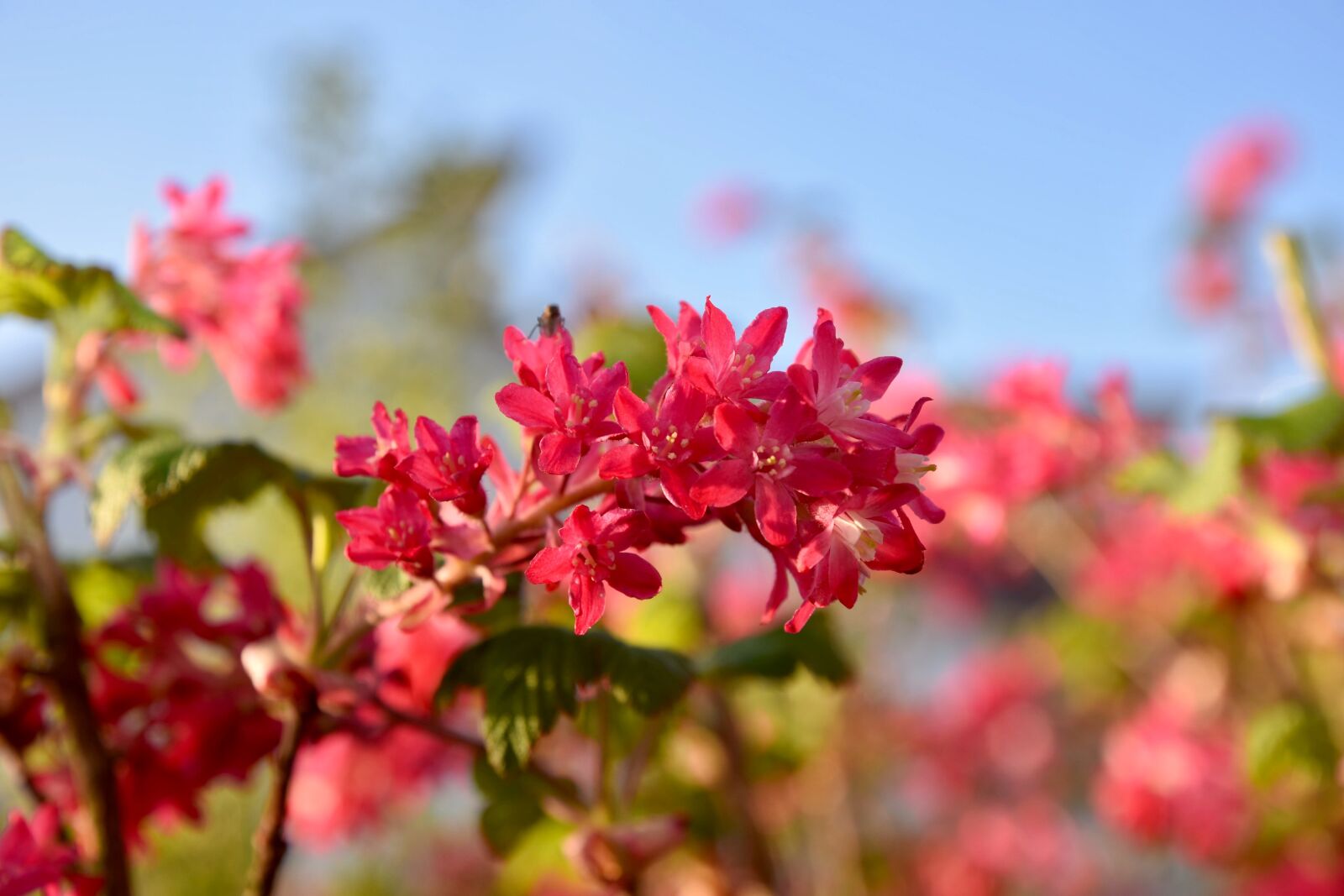 Nikon D7200 sample photo. Spring, currant, bush photography