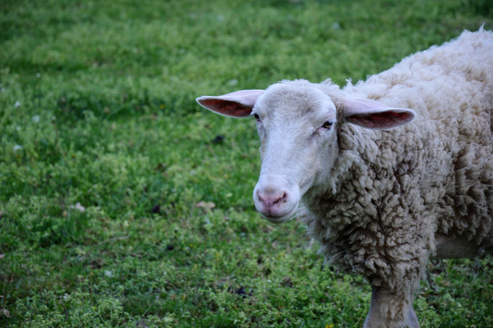 Nikon D3200 sample photo. Sheep, rams, animals photography