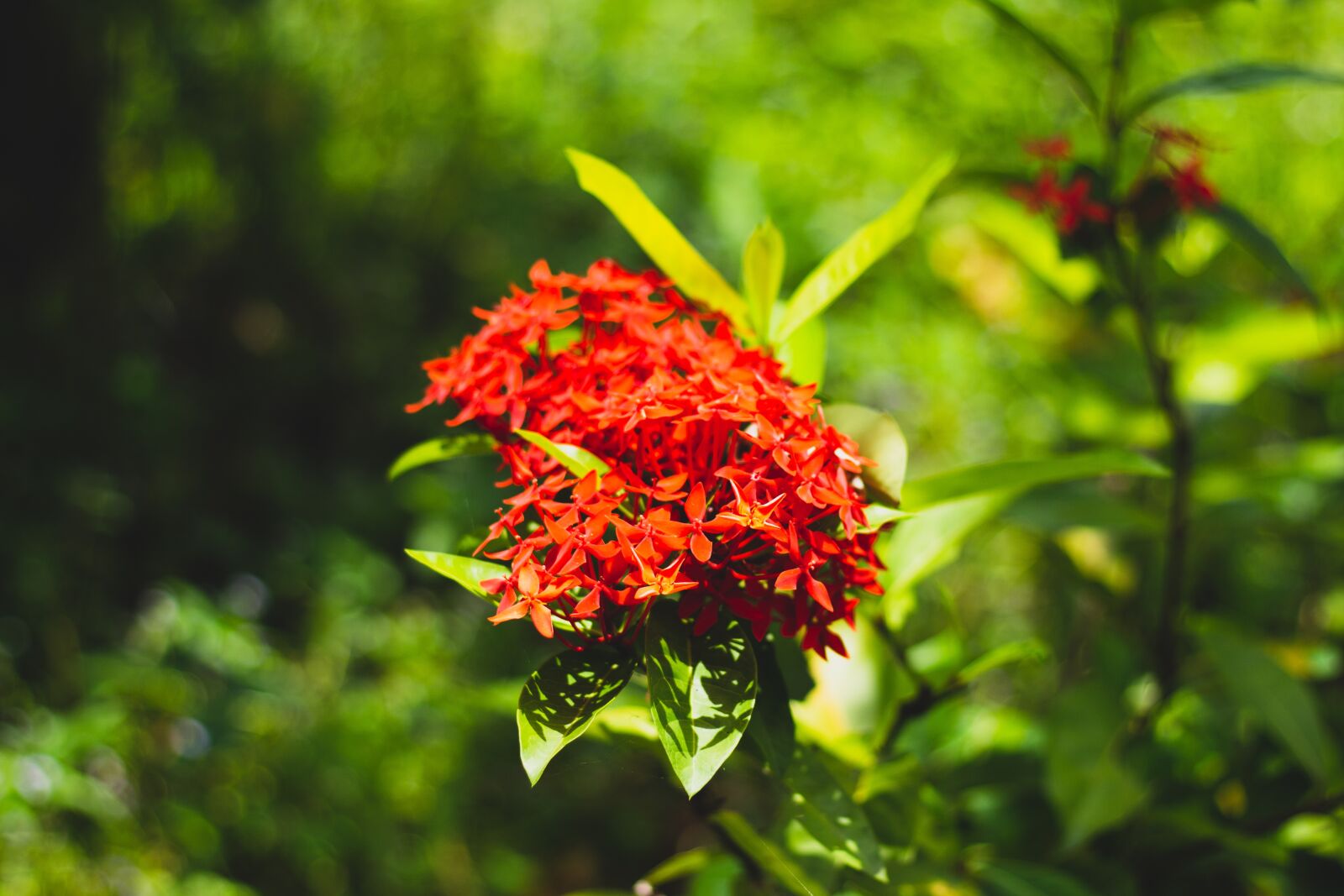 Canon EOS 700D (EOS Rebel T5i / EOS Kiss X7i) + Canon EF 50mm F1.8 STM sample photo. Flowers, beautiful, bloom photography