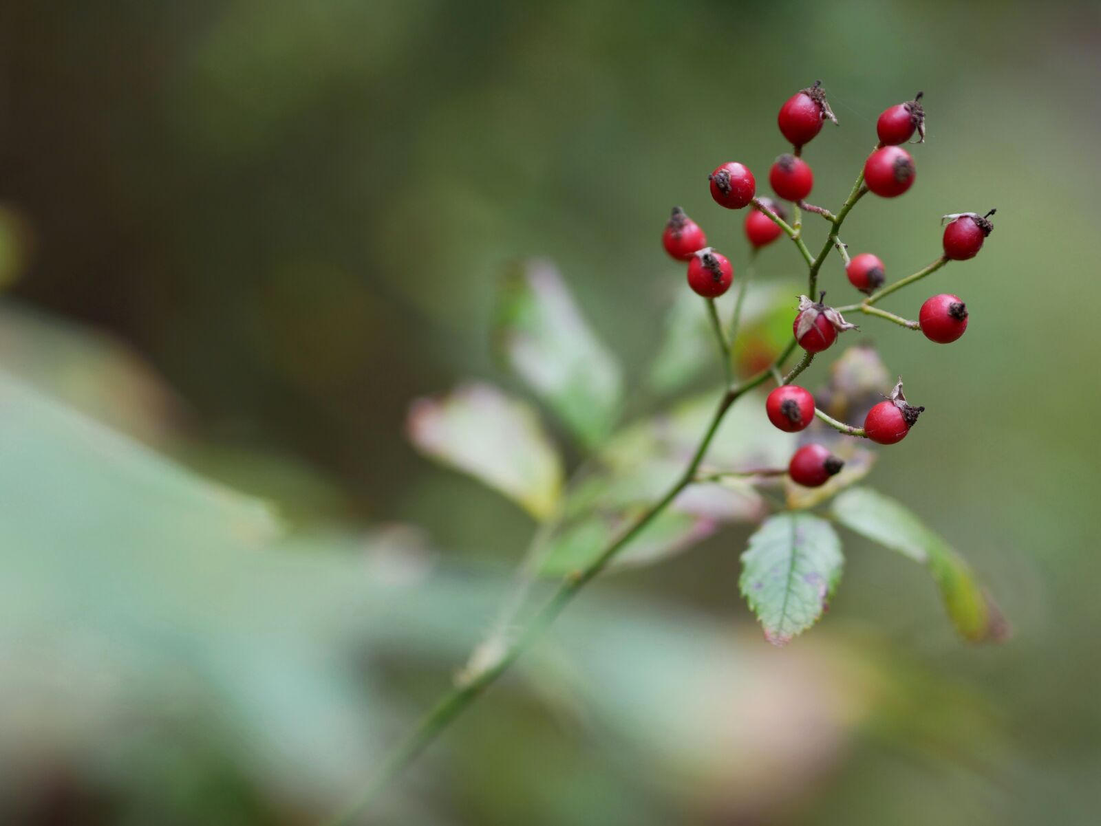 Panasonic Lumix DMC-GX85 (Lumix DMC-GX80 / Lumix DMC-GX7 Mark II) sample photo. Autumn, berry, nature photography