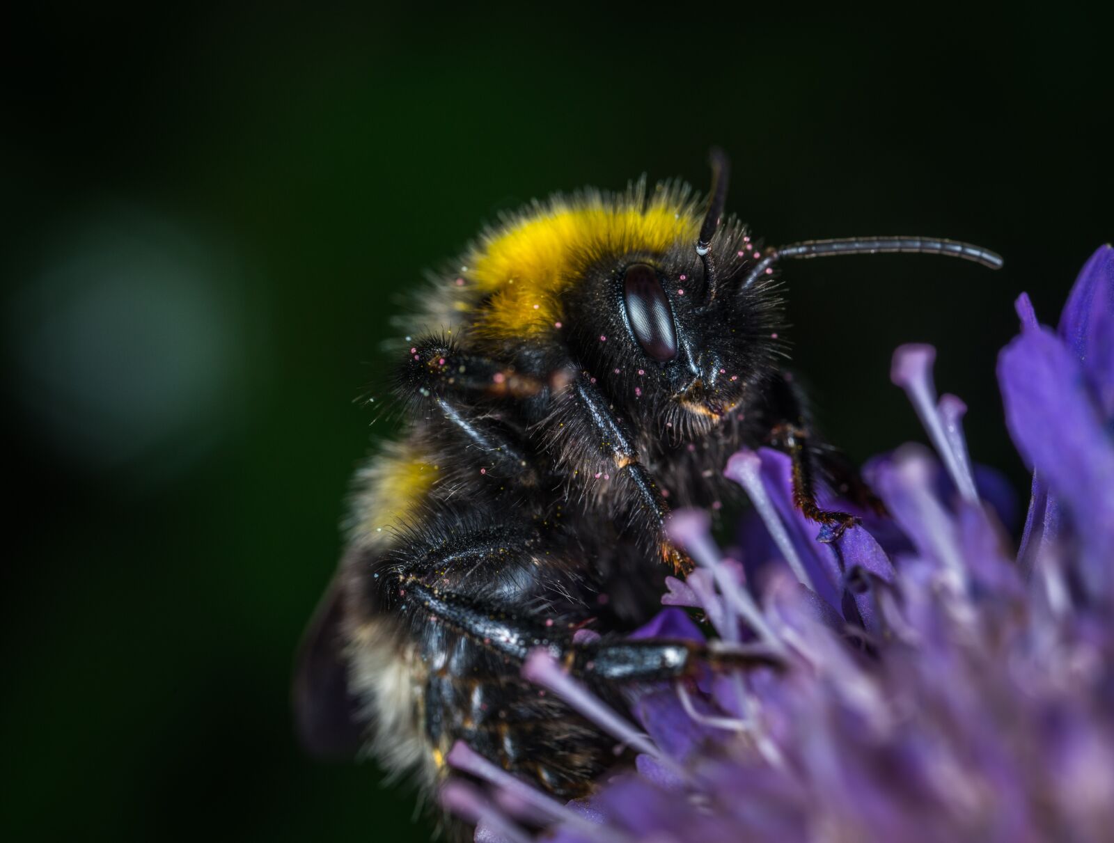 #124 65/2.8 sample photo. Insect, nature, bumblebee photography