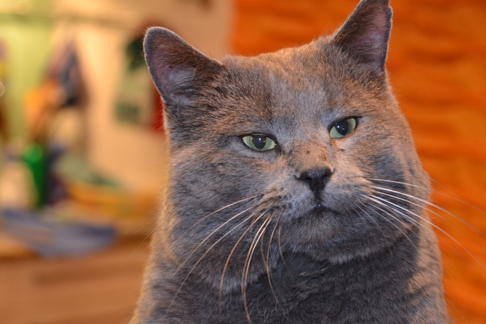 Nikon D3100 sample photo. Cat, domestic cat, pet photography