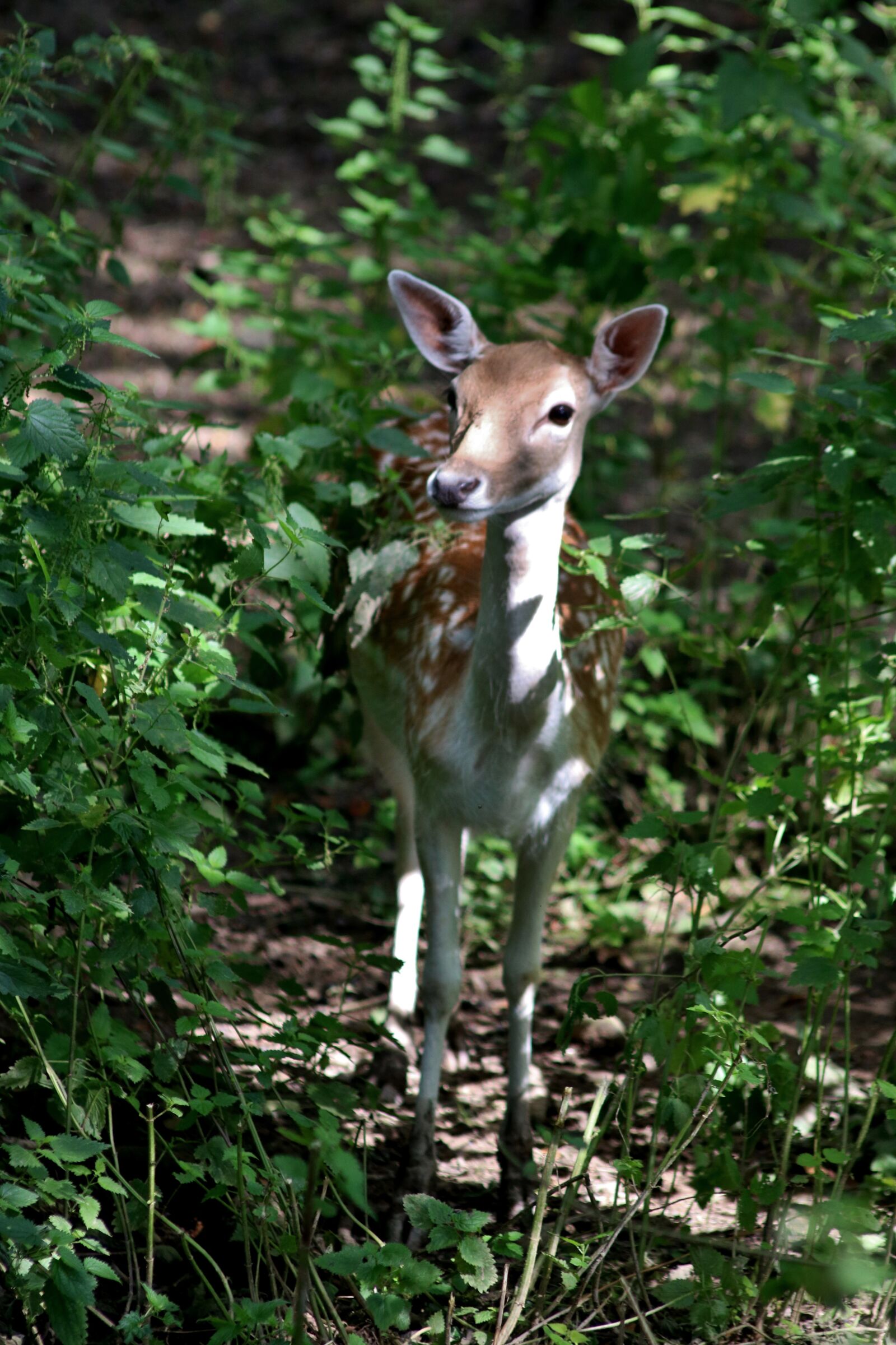 Canon EOS 750D (EOS Rebel T6i / EOS Kiss X8i) sample photo. Fallow deer, deer, fallow photography