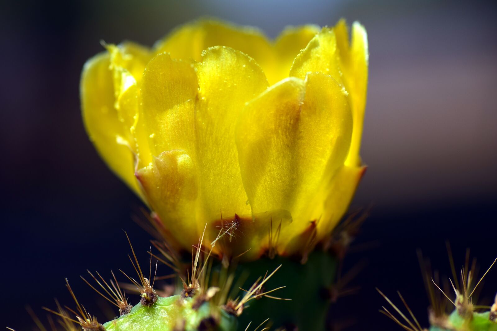 Nikon D3300 sample photo. Prickly pear, cactus blossom photography