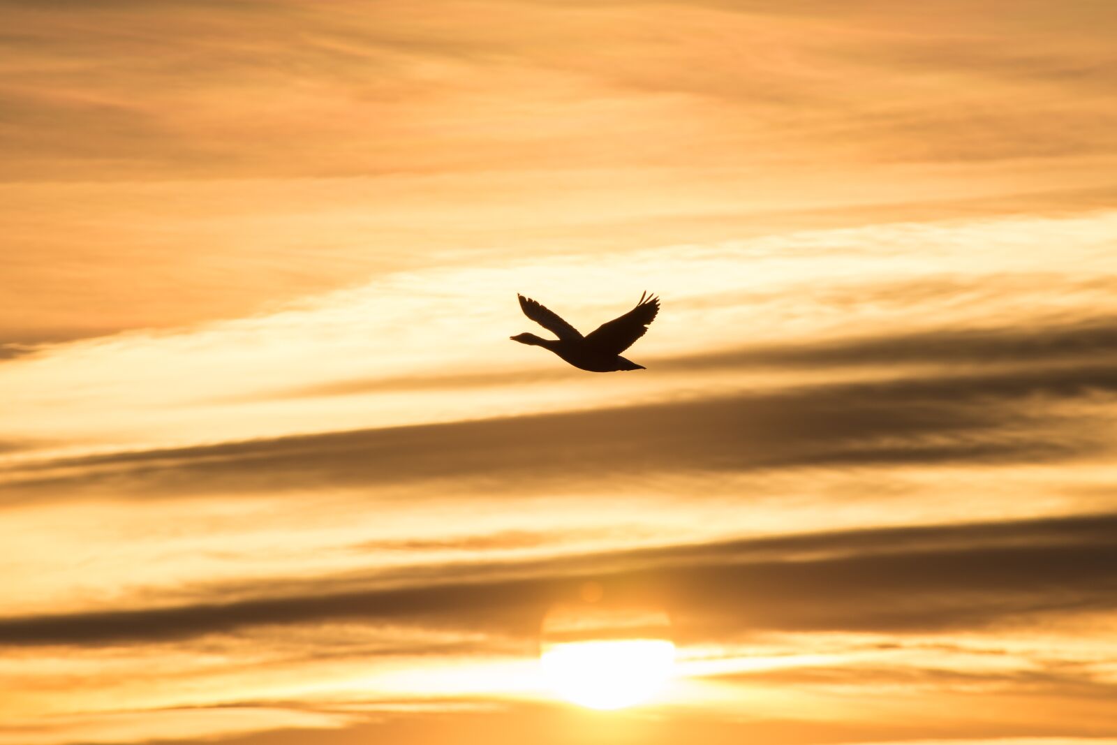 Nikon D7200 sample photo. Evening sky, sunset, bird photography