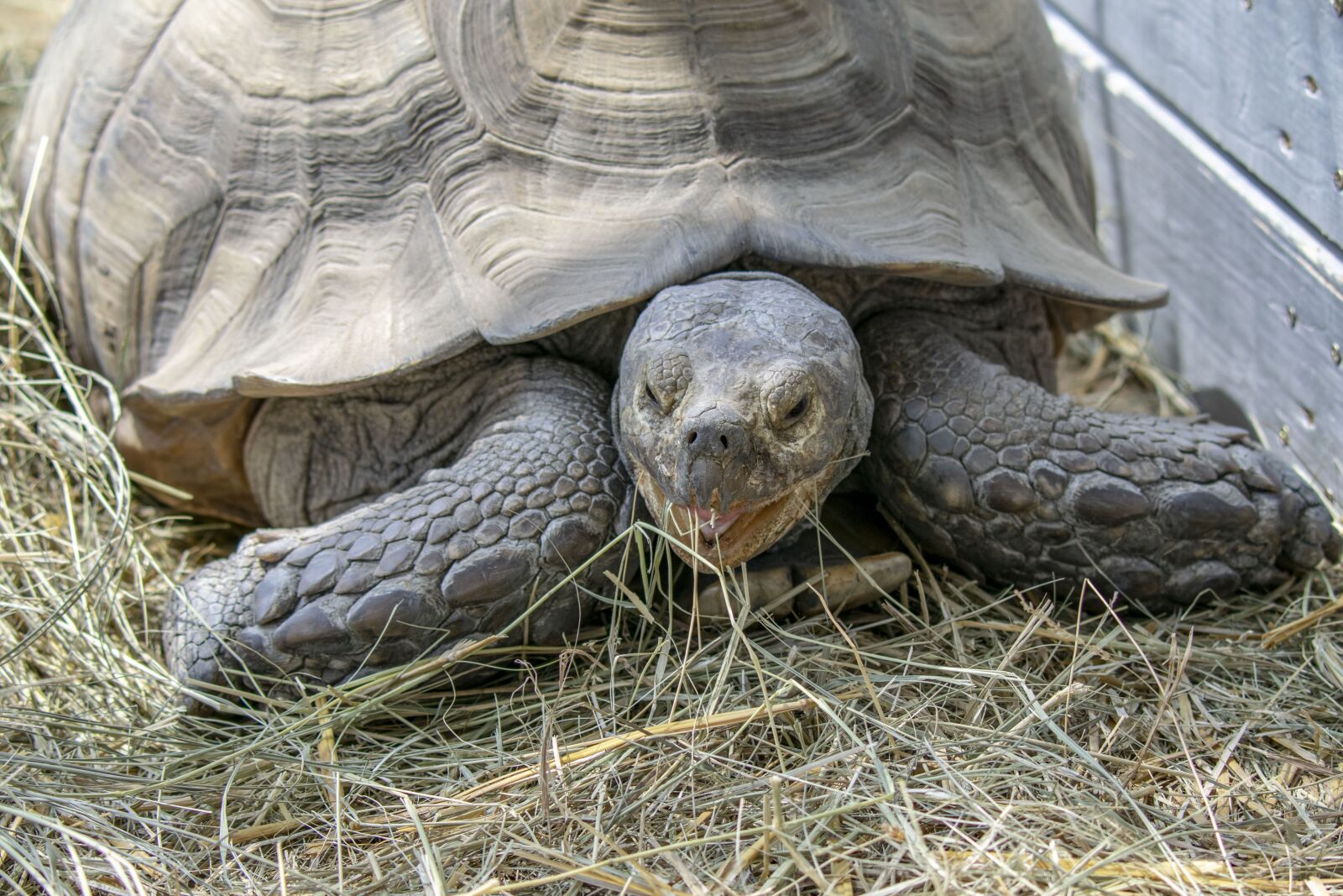 Nikon D5300 sample photo. Poroszlo, turtle, animal photography