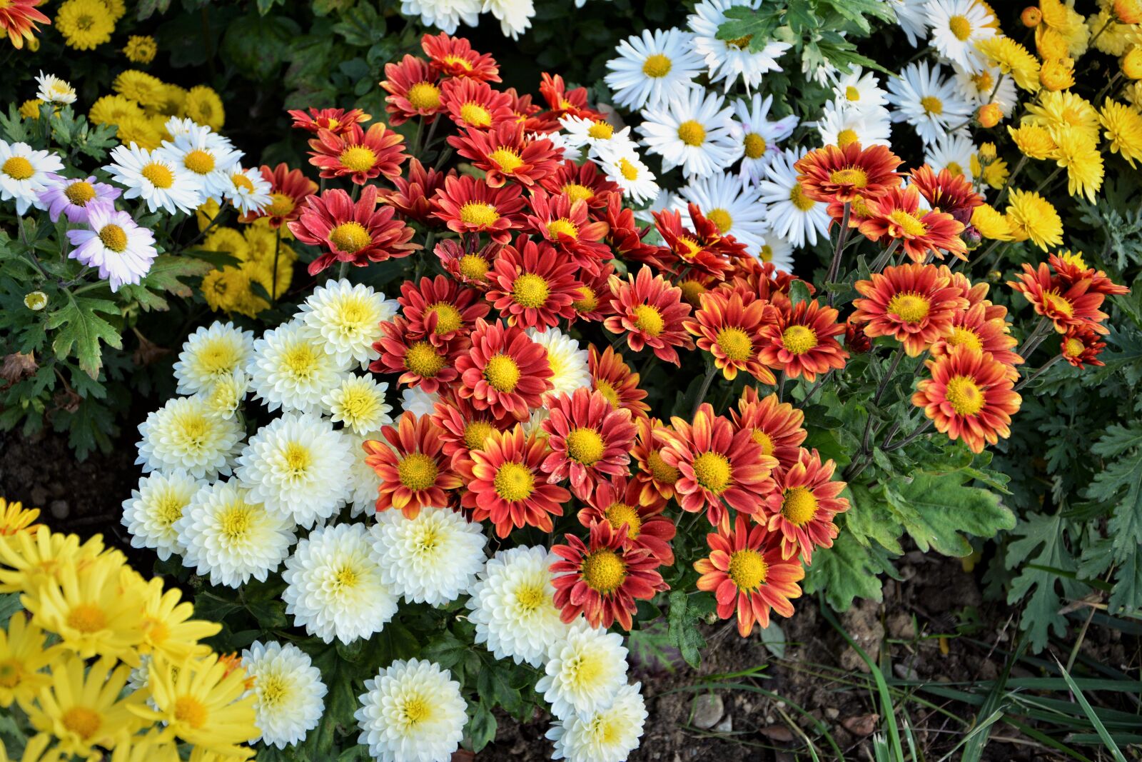 Nikon D7100 sample photo. Flower, chichewa live, vivid photography