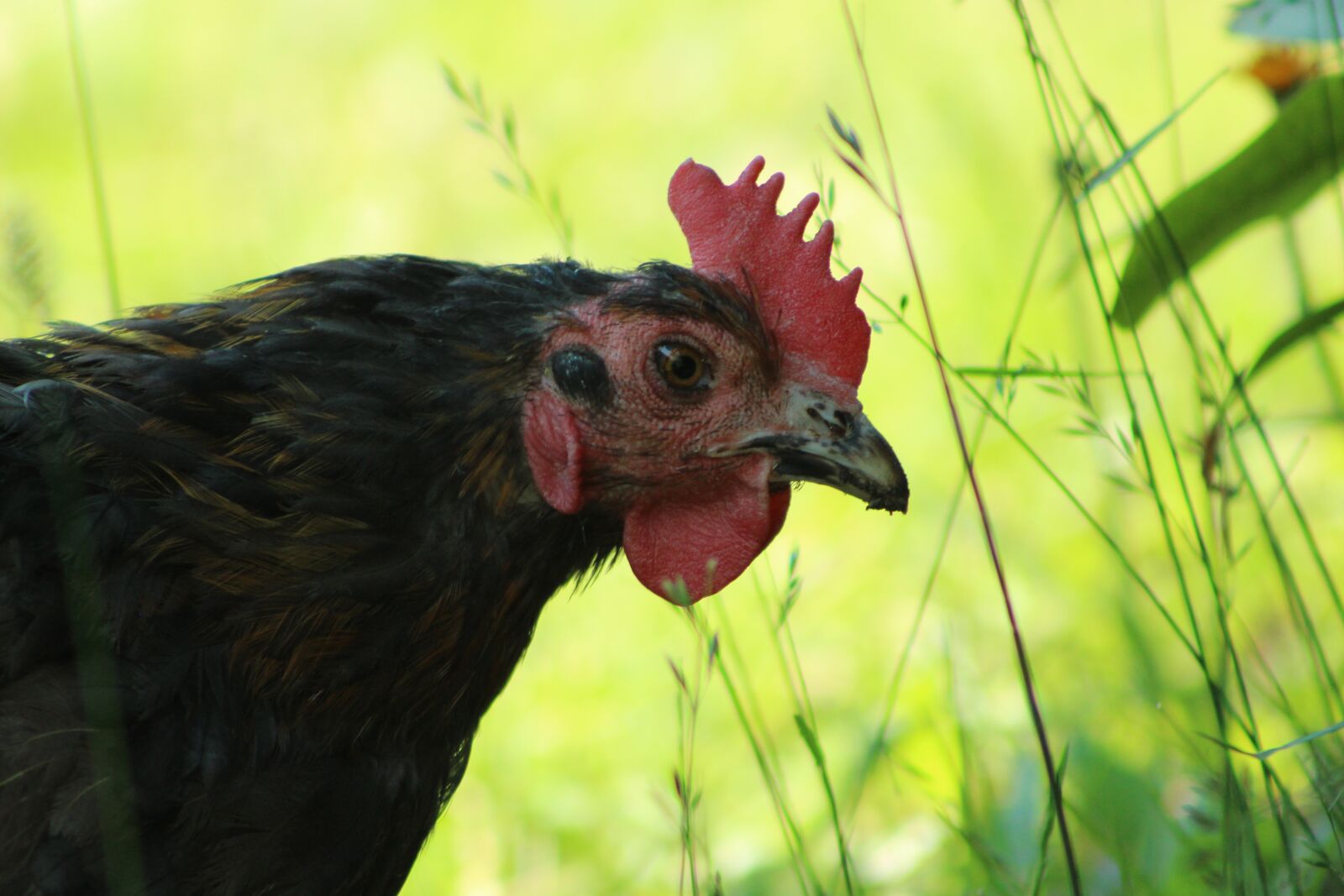 Canon EOS 700D (EOS Rebel T5i / EOS Kiss X7i) sample photo. Chicken, nature, animal photography