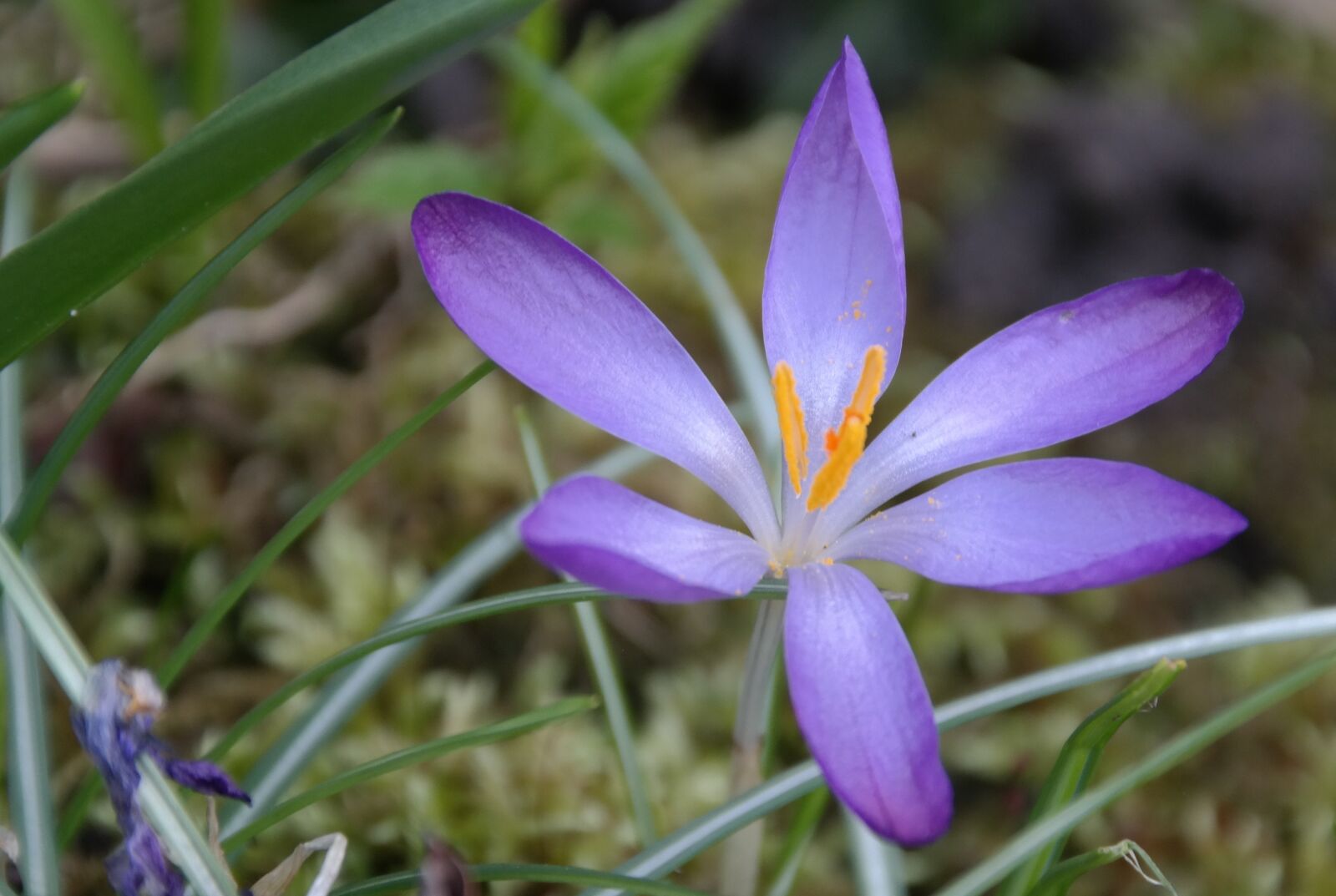 Samsung NX300 sample photo. Crocus, flower, blossom photography