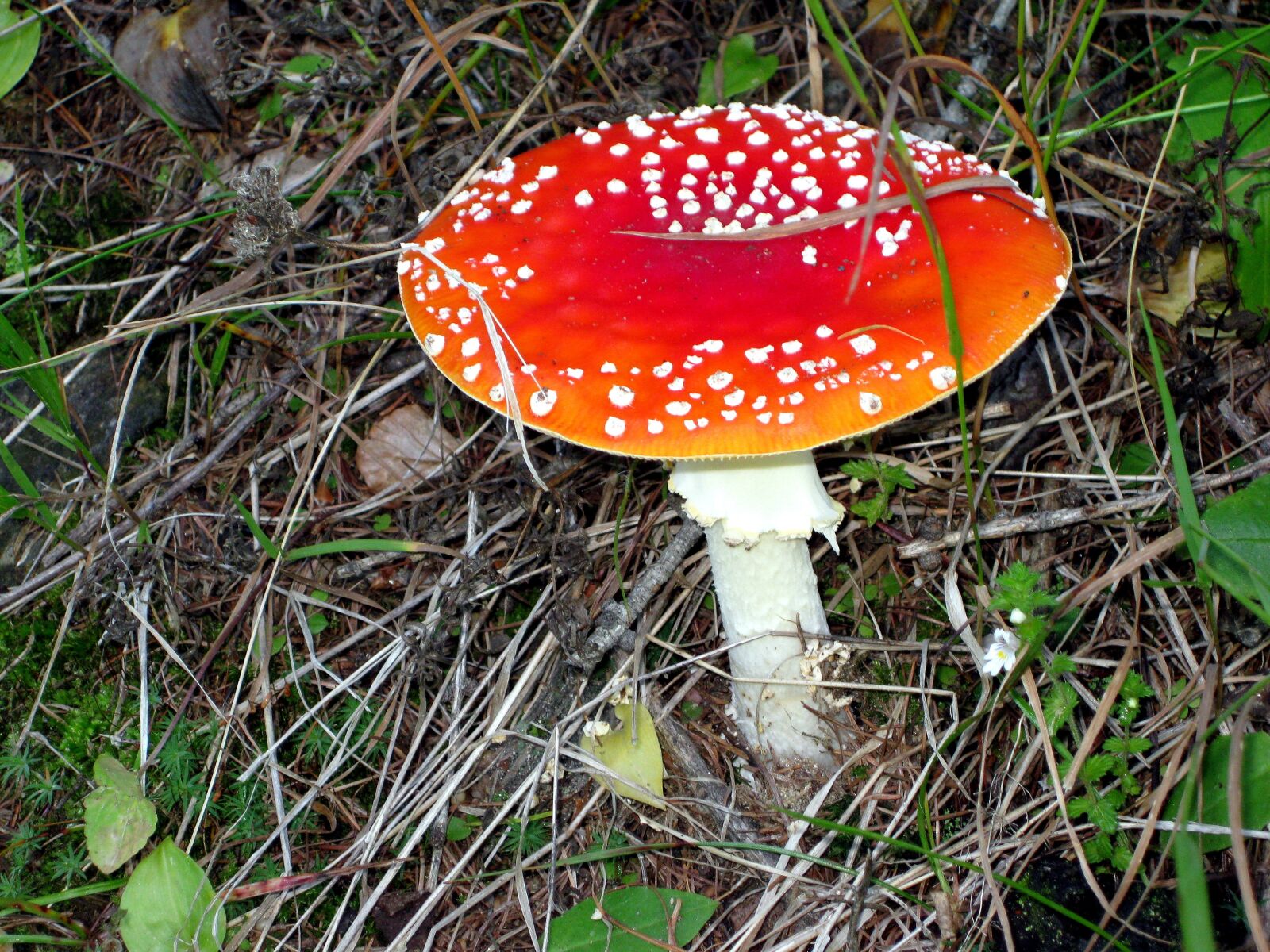 Canon PowerShot SD770 IS (Digital IXUS 85 IS / IXY Digital 25 IS) sample photo. Mushroom, fly agaric, red photography