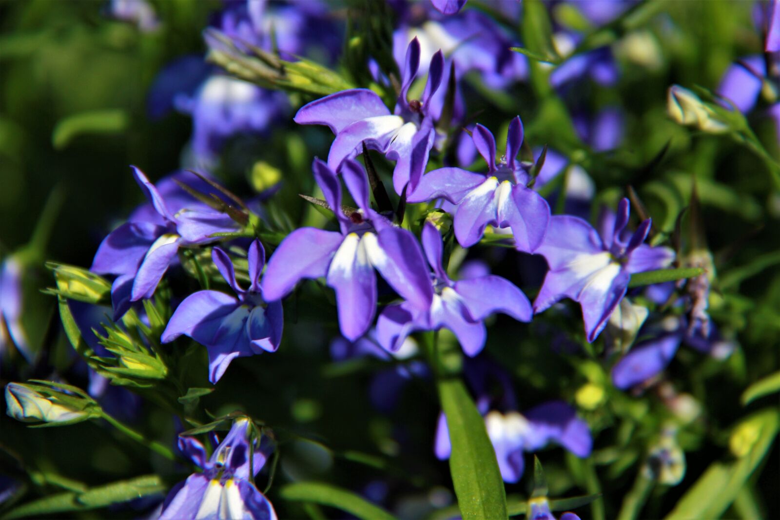 Canon EOS 550D (EOS Rebel T2i / EOS Kiss X4) sample photo. Garden, flower, nature photography