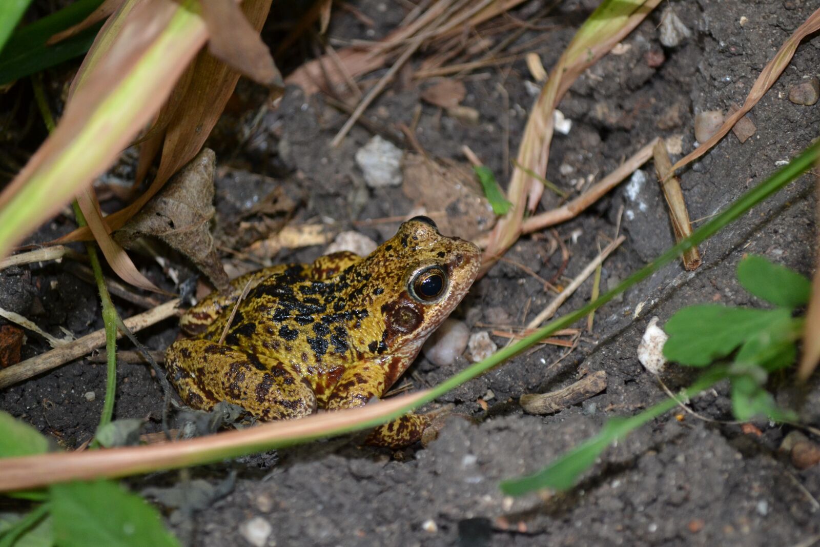 Nikon D3100 sample photo. Frog, amphibians, common photography