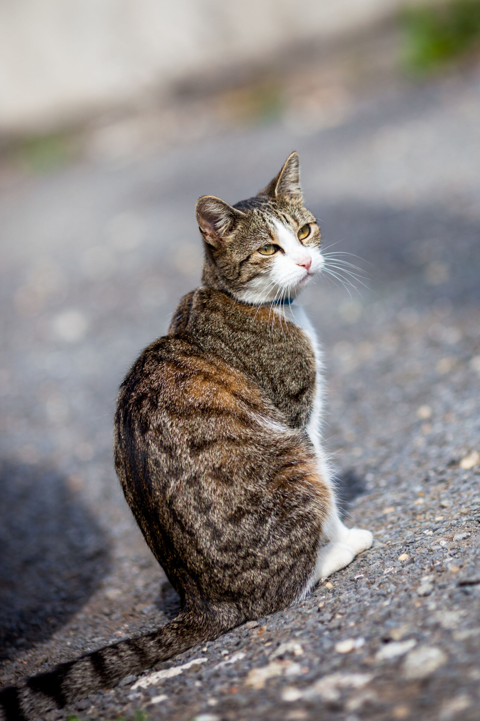Canon EF 135mm F2L USM sample photo. Cat, cat, face, saved photography