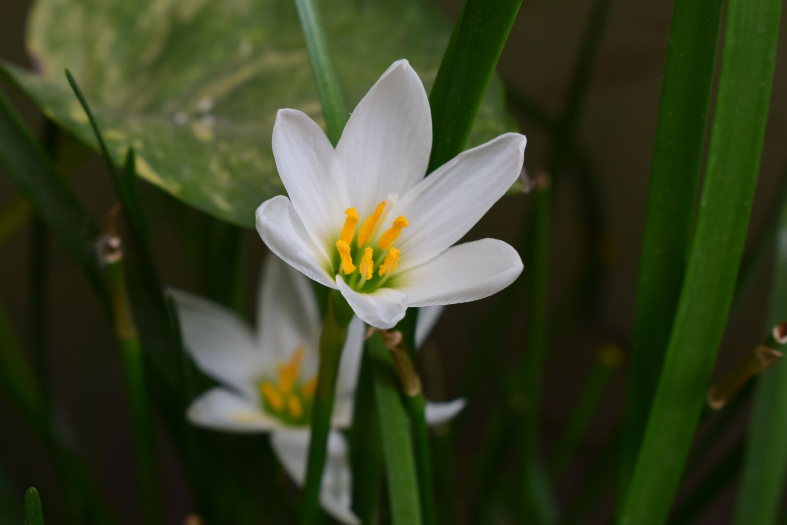 Nikon D5300 sample photo. White flowers, bloom, blossom photography