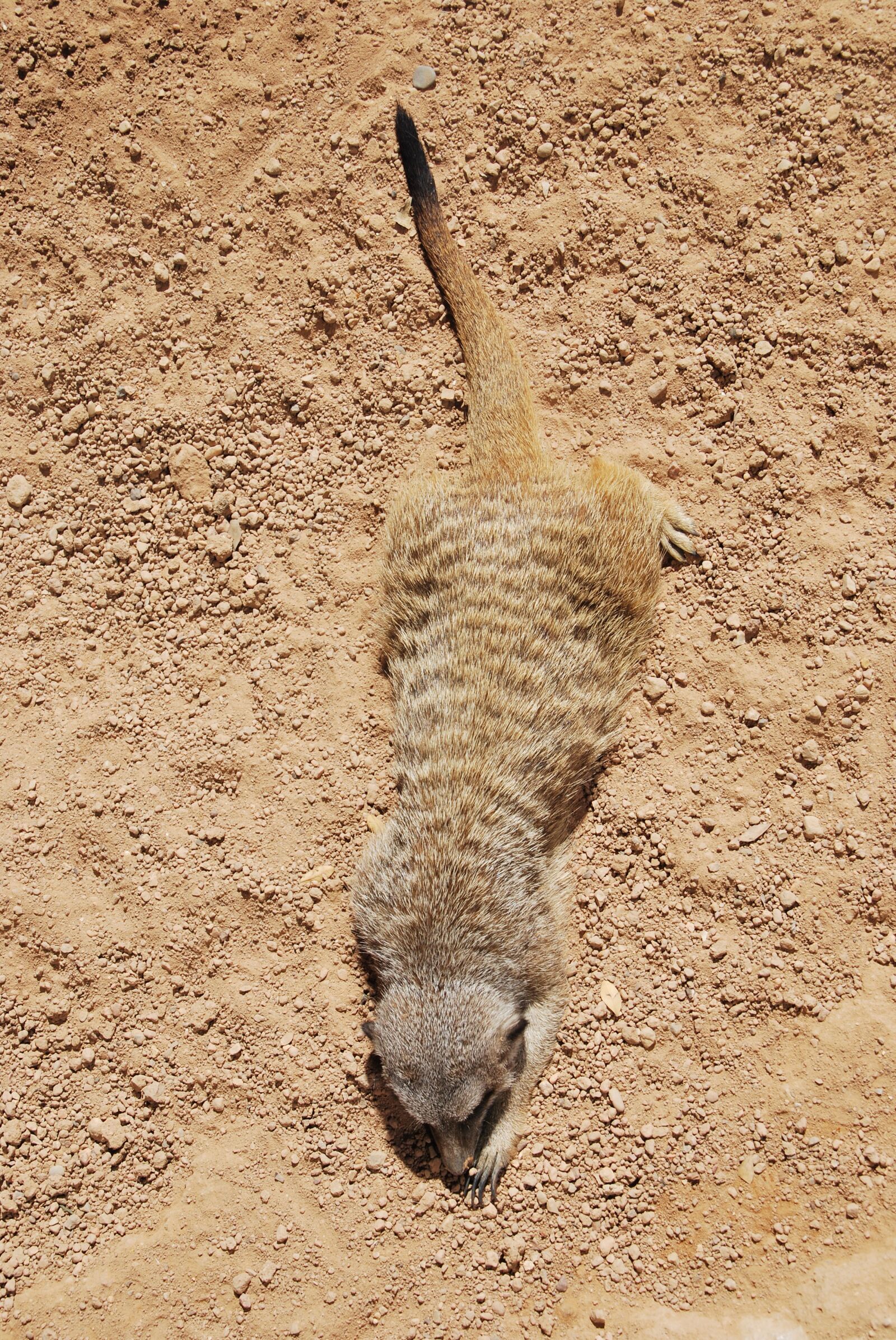 Nikon D60 sample photo. Meerkat, animal, laying photography