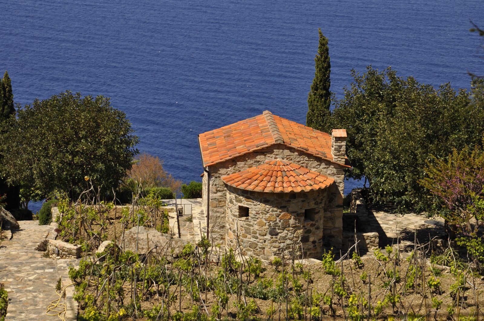 Nikon D5000 sample photo. Elba island, sea, vineyard photography