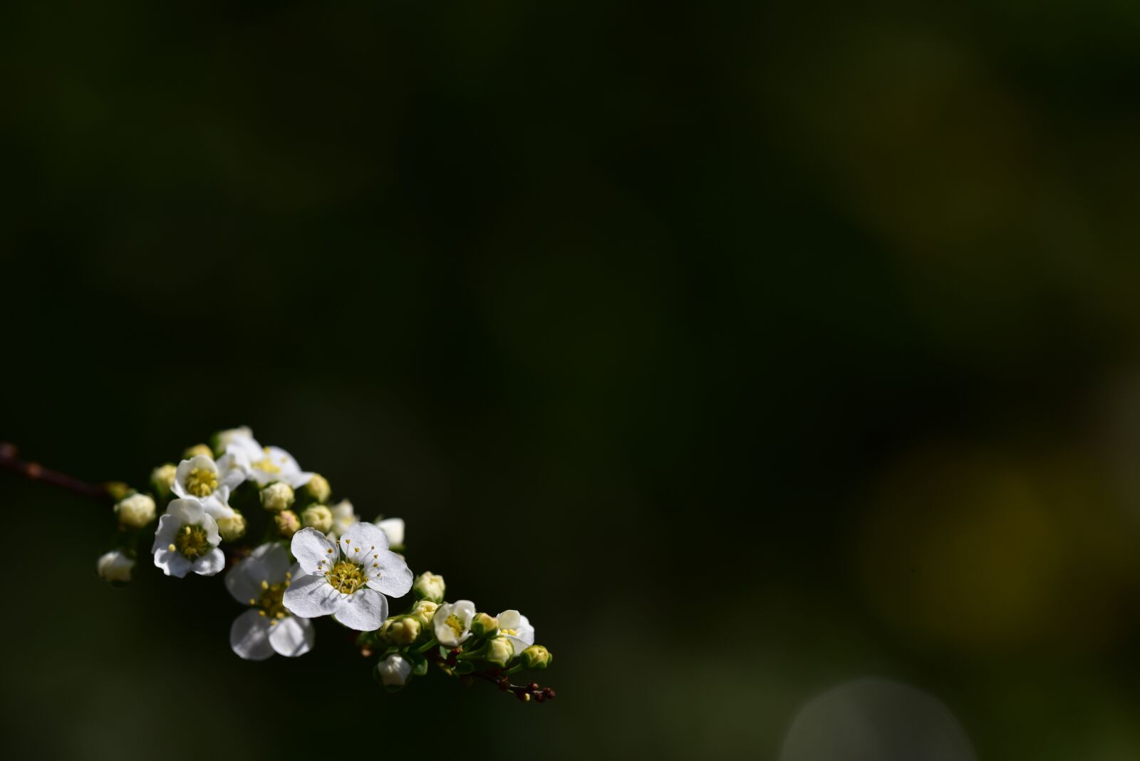 Nikon D750 sample photo. Flowers, white, background photography