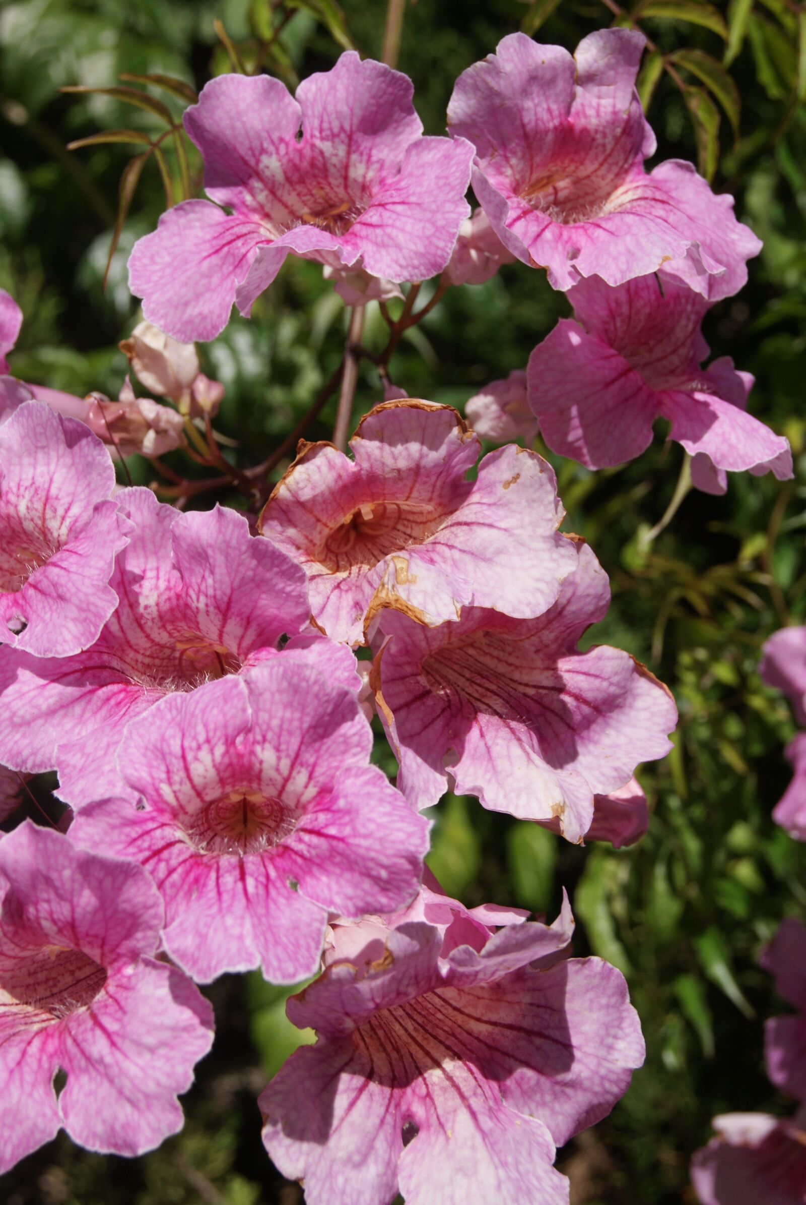 Sony Alpha DSLR-A230 sample photo. Mallow, plant, purple photography
