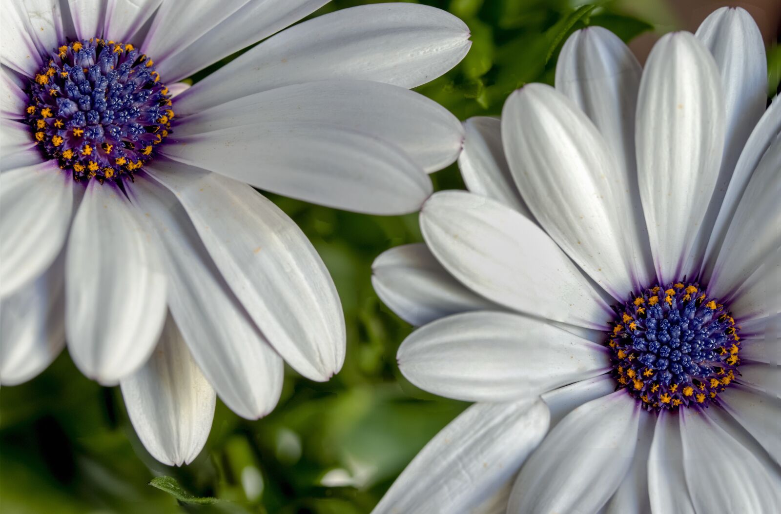 Canon EOS 80D + Canon EF-S 60mm F2.8 Macro USM sample photo. Beautiful, white daisy, flower photography
