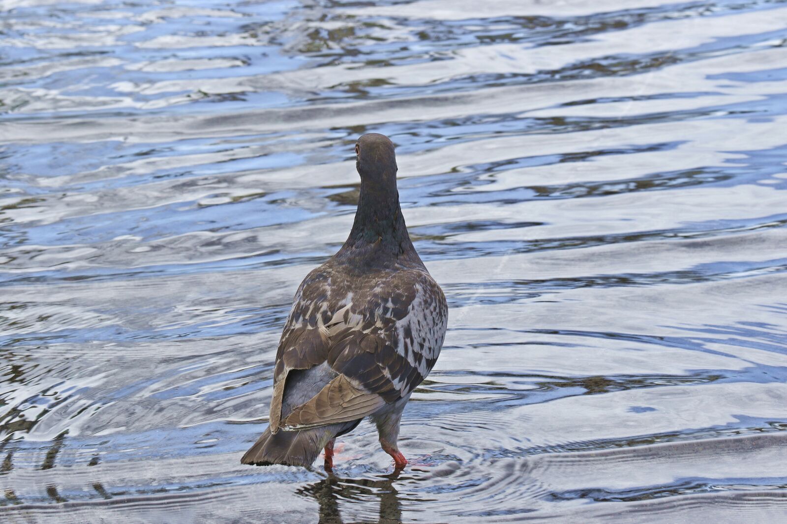 Canon EOS 7D Mark II sample photo. Dove, bath, in the photography