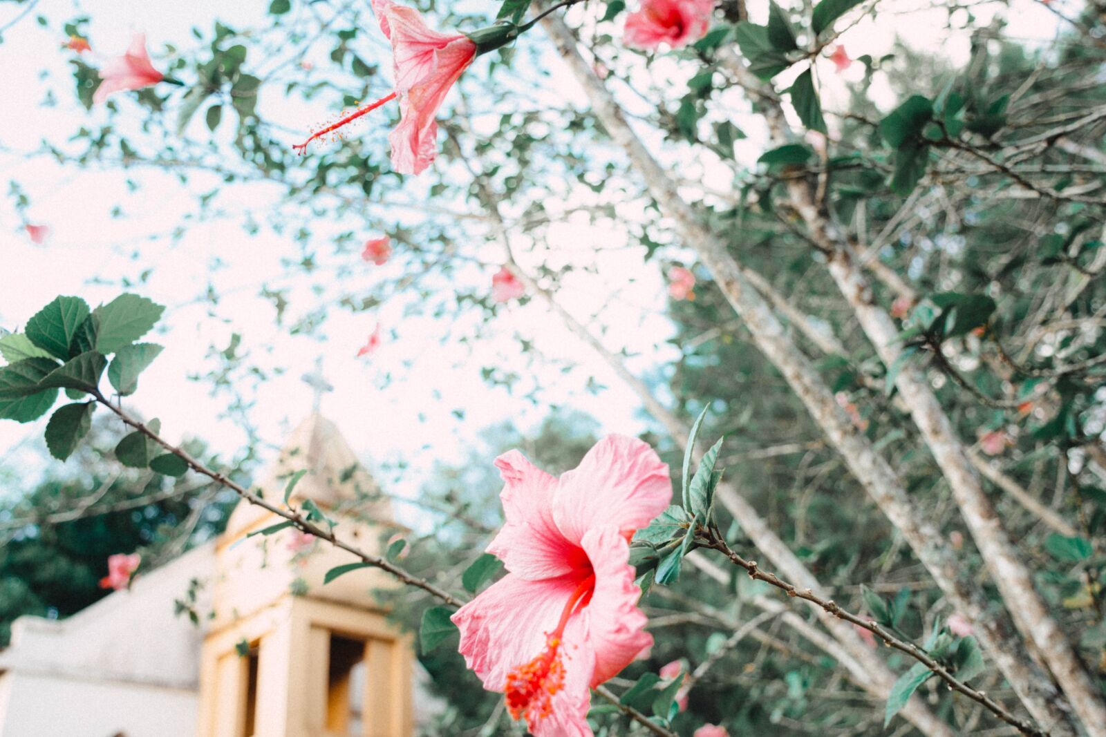 Nikon D7200 sample photo. Flower, winter, pink photography