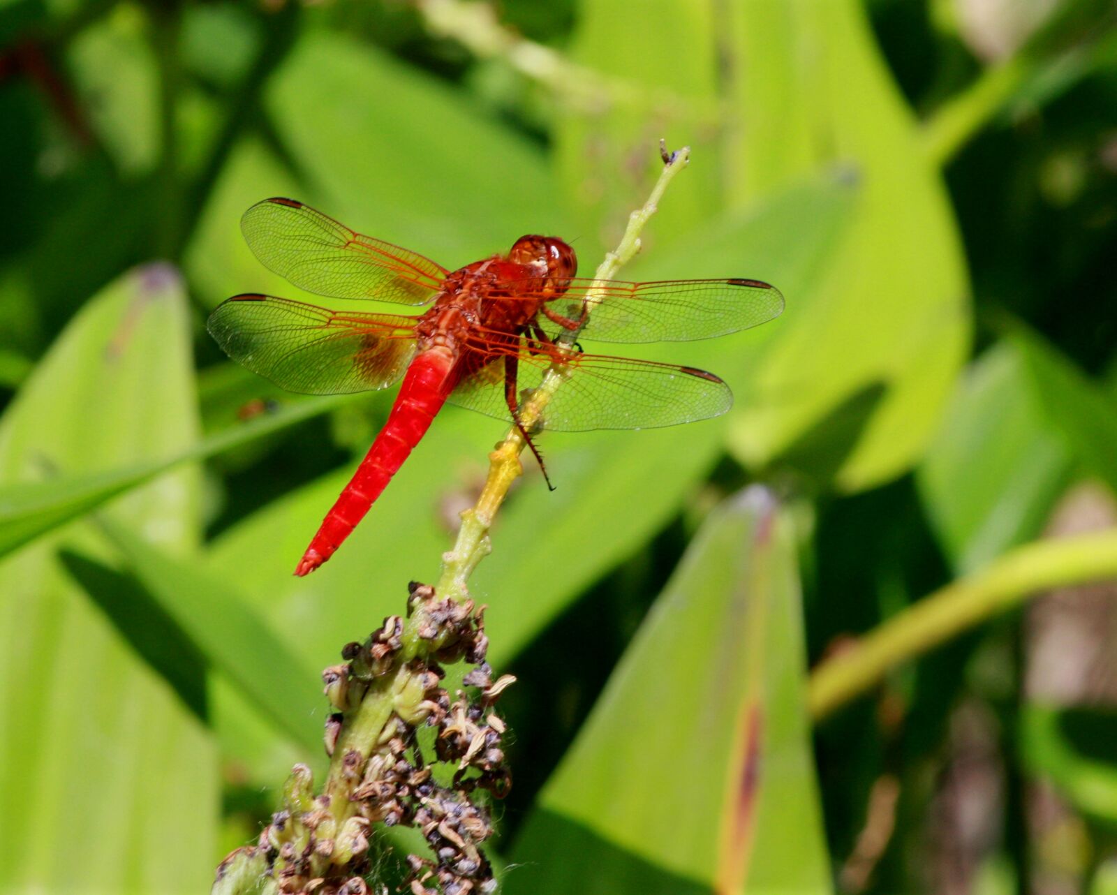 Canon EOS 450D (EOS Rebel XSi / EOS Kiss X2) sample photo. Dragonfly, red, macro photography
