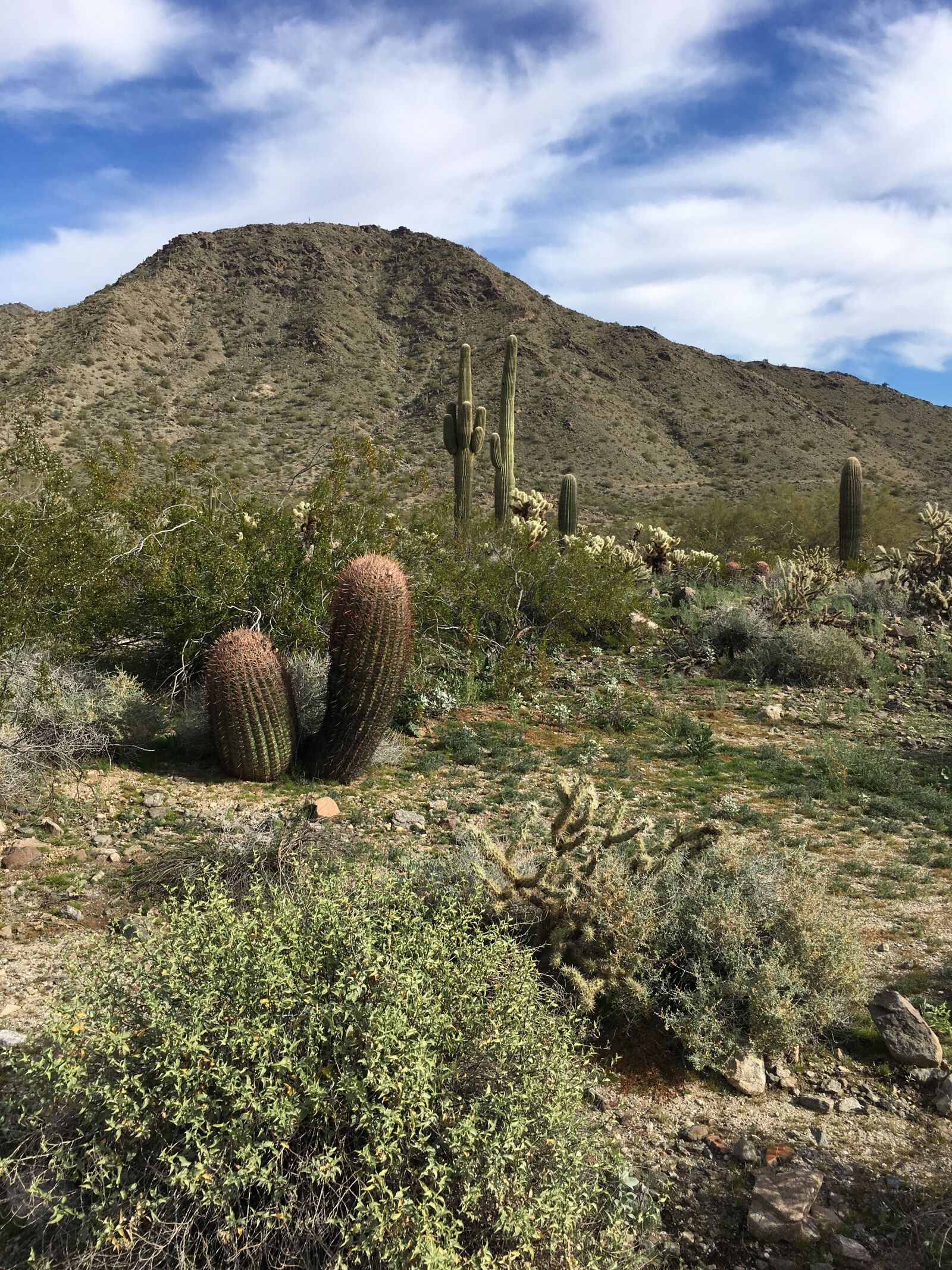 iPhone 6s Plus back camera 4.15mm f/2.2 sample photo. Cactus, desert, nature photography